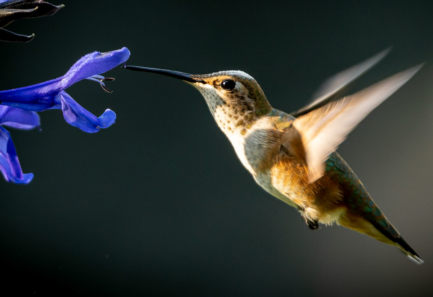 Hummingbird feeding on the front yard planters.