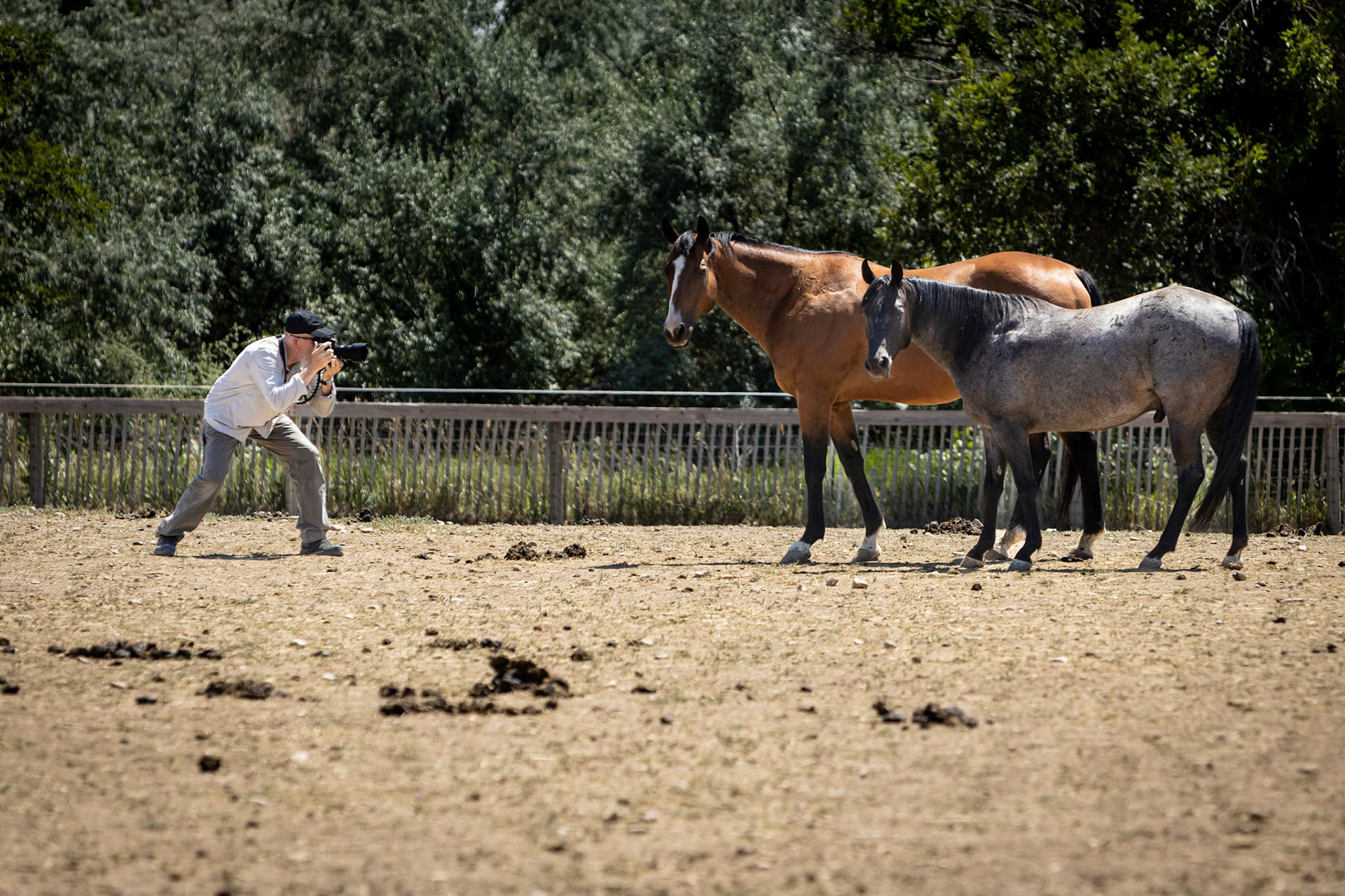 A visit to Colorado Horse Rescue near Longmont