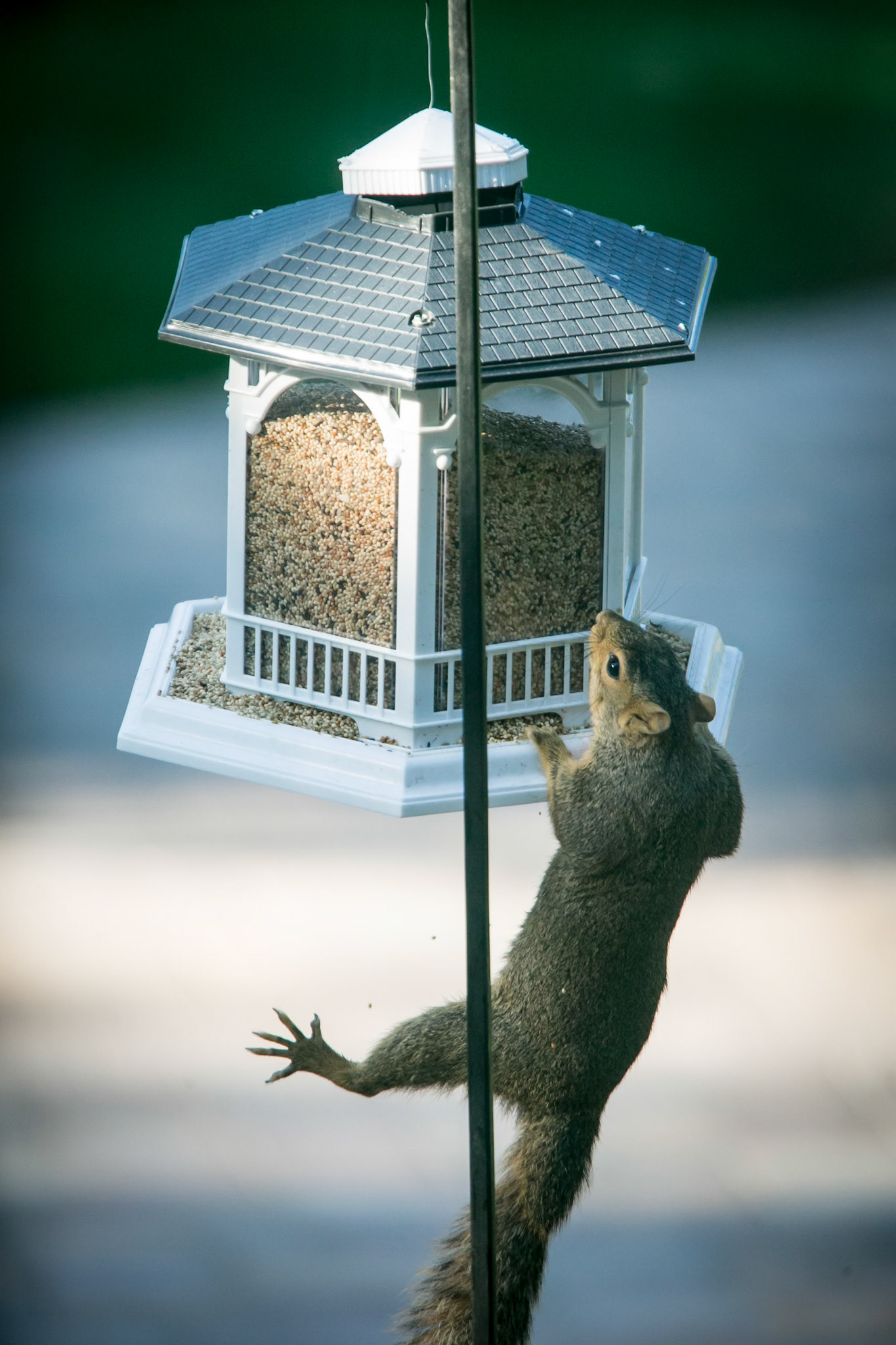 A squirrel in Greenwood Village angles for a snack that was intended for someone else.
