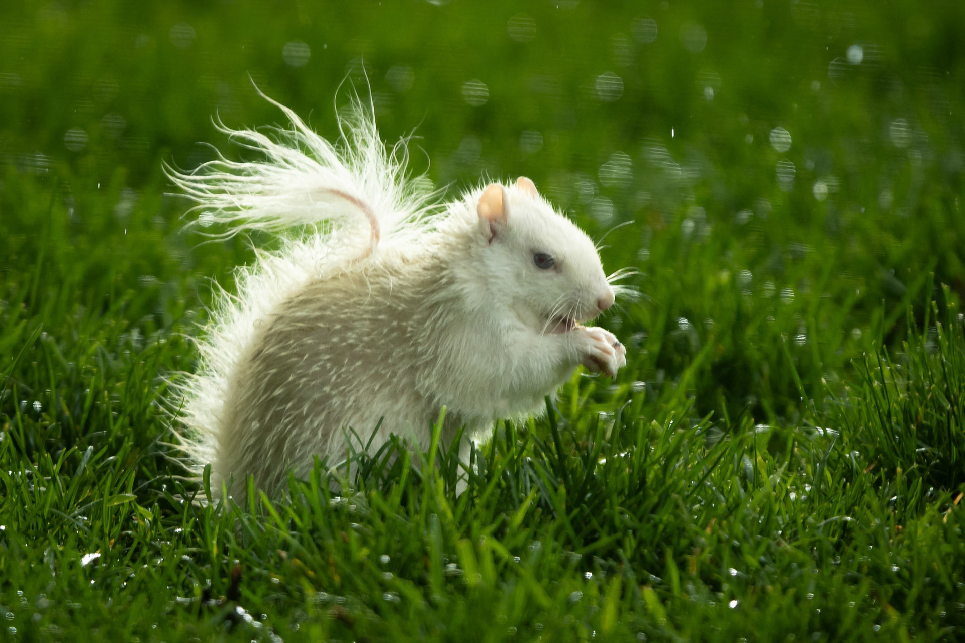Finding food after an evening thrunder storm
