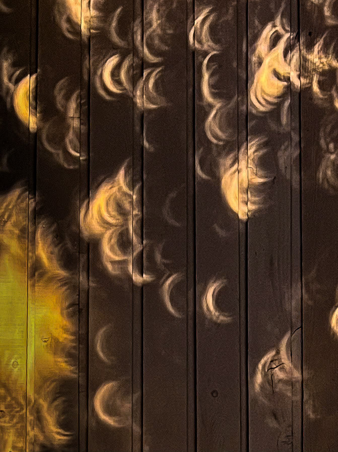 Dappled sunlight projects multiple images of an annular solar eclipse