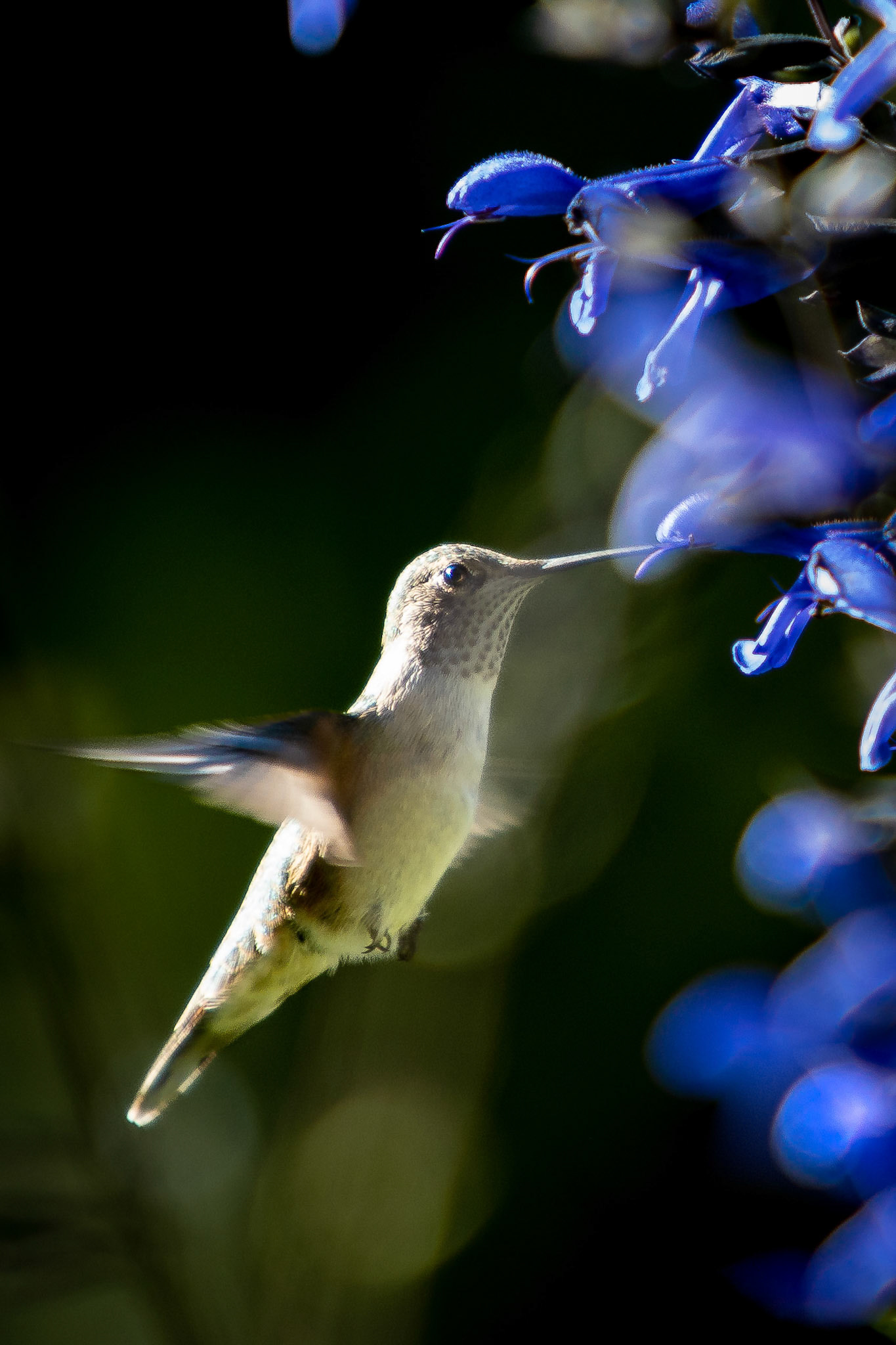Hummingbird feeding on the front yard planters.