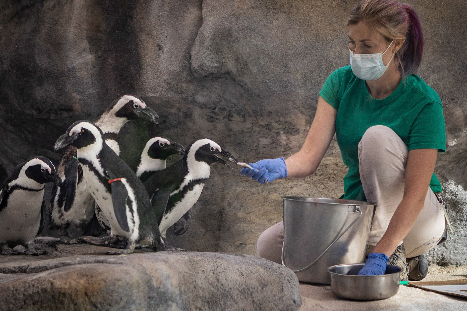 Feeding the African penguins at the Denver Zoo.