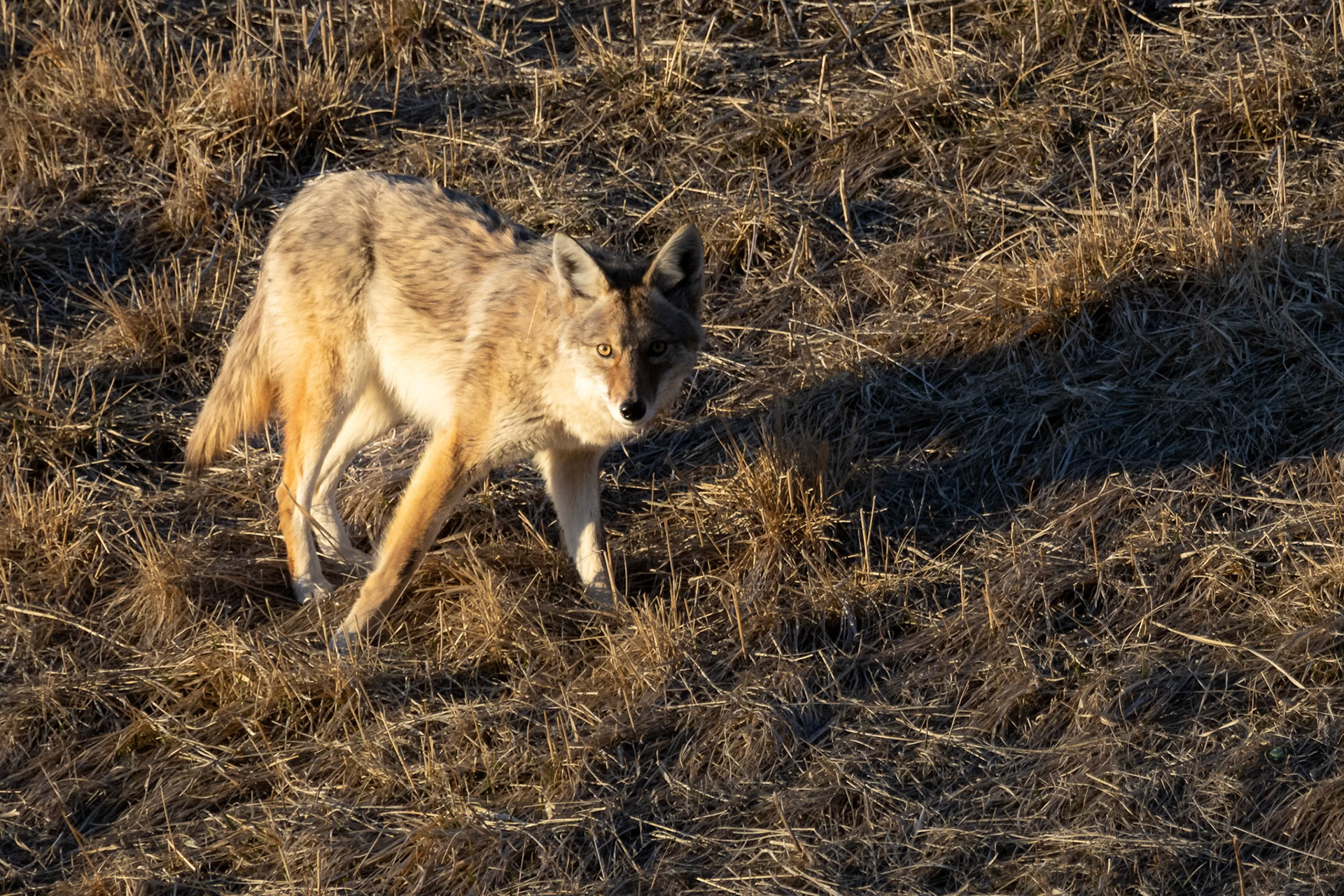 A coyote on an early evening hunt for food