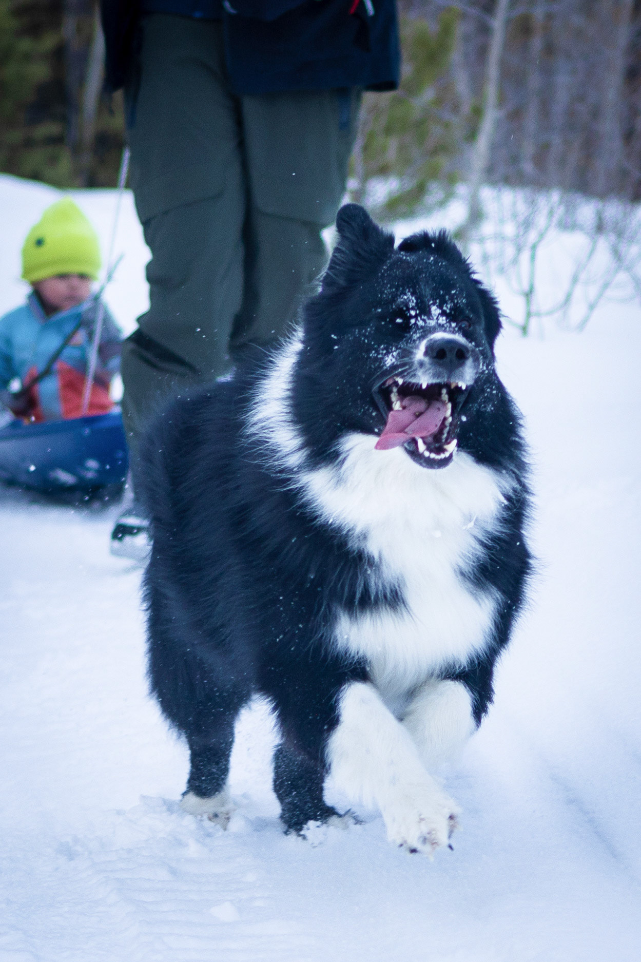 An afternoon on the sleddding trail
