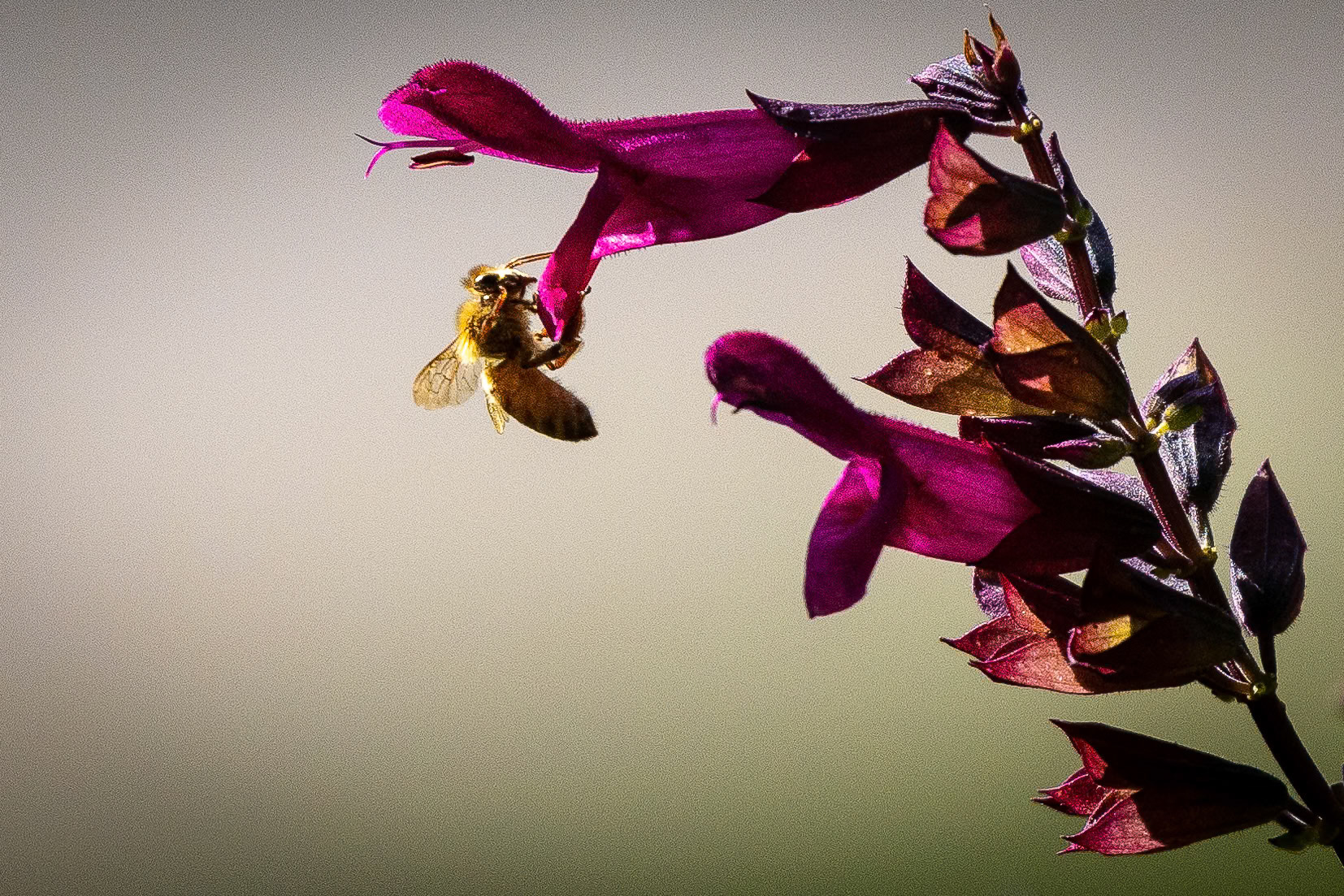 A busy bee in the front-yard flower garden