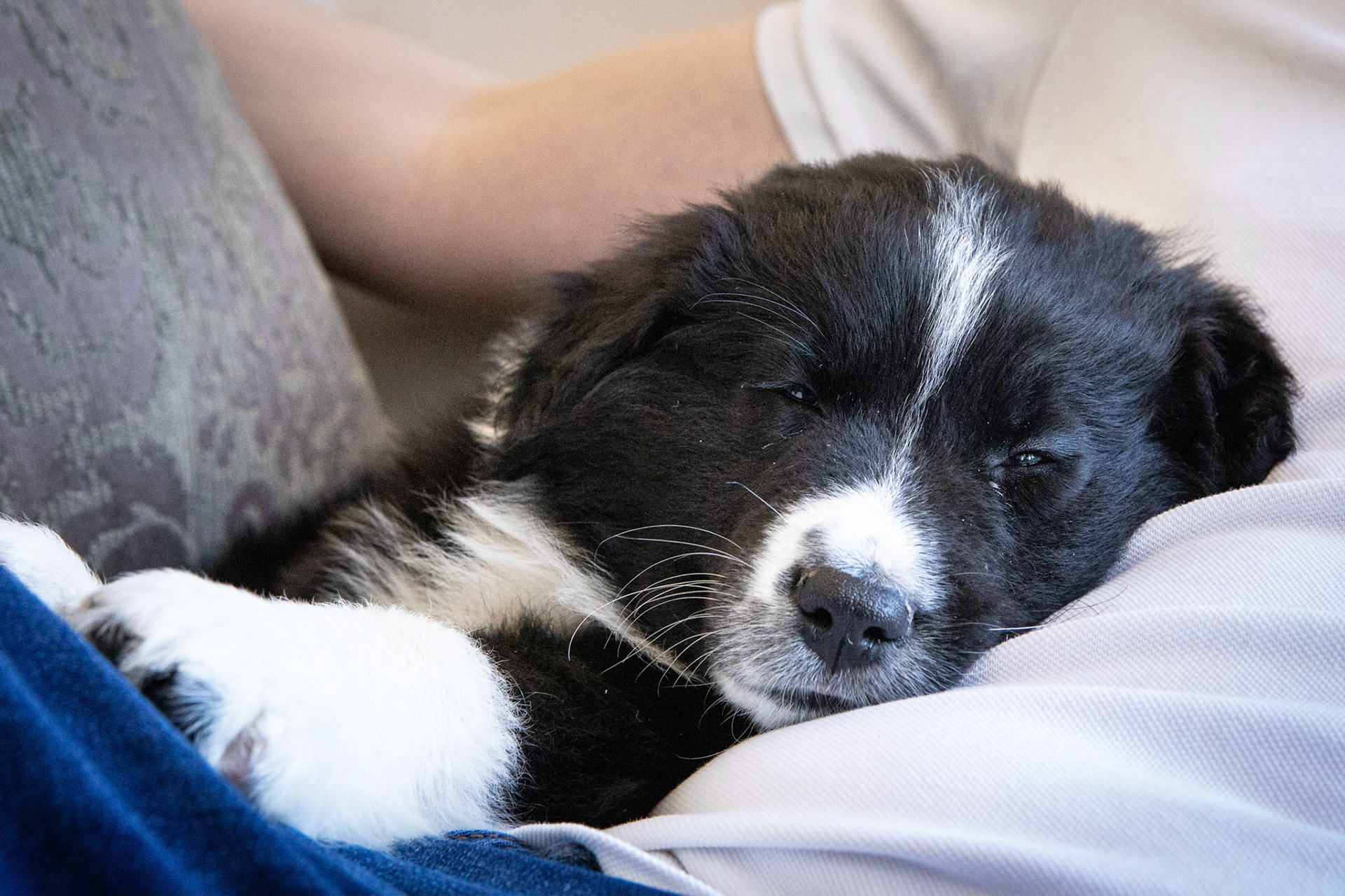 New puppy in the family!