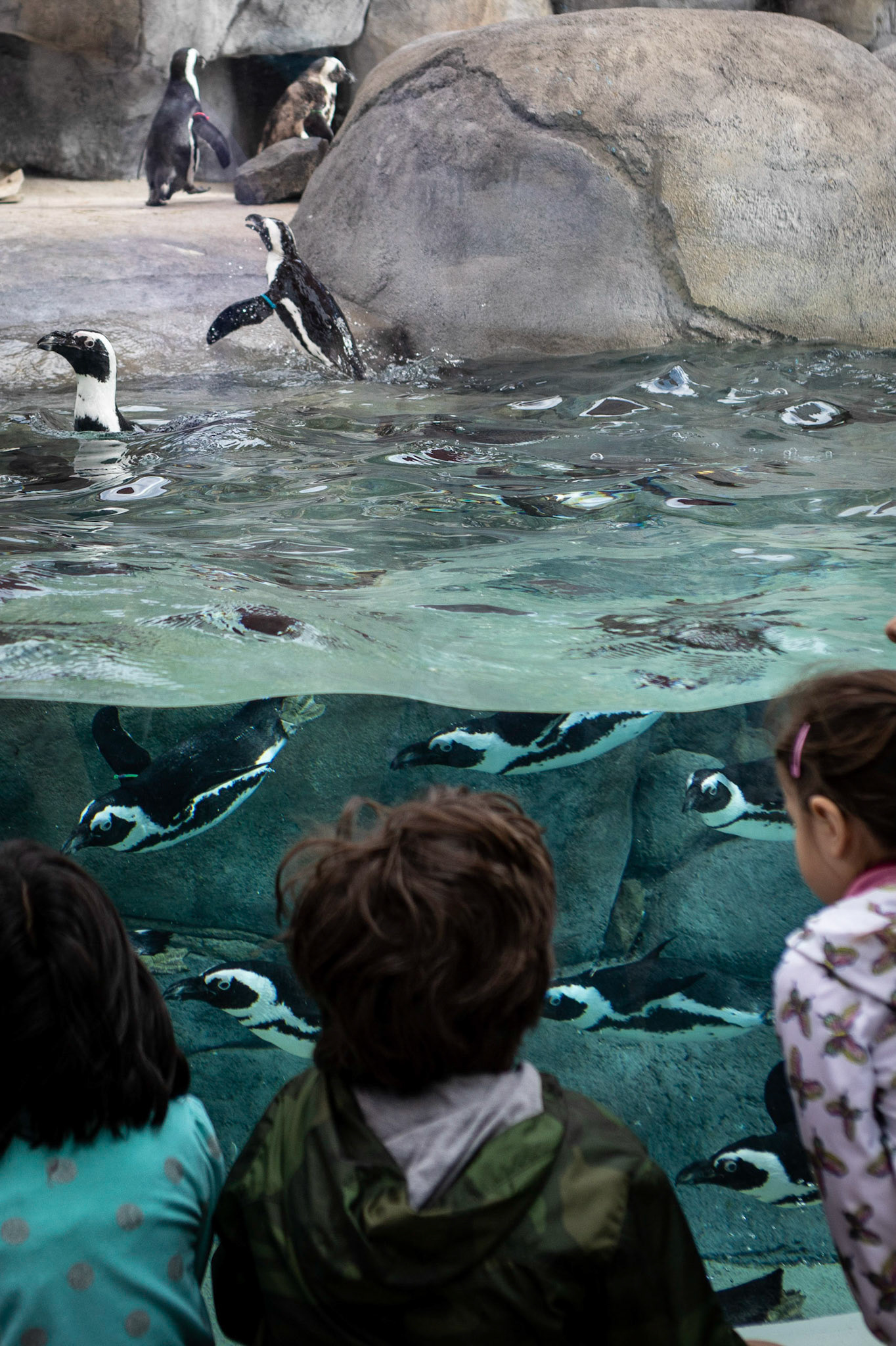 Watching the African penguins at the Denver Zoo.