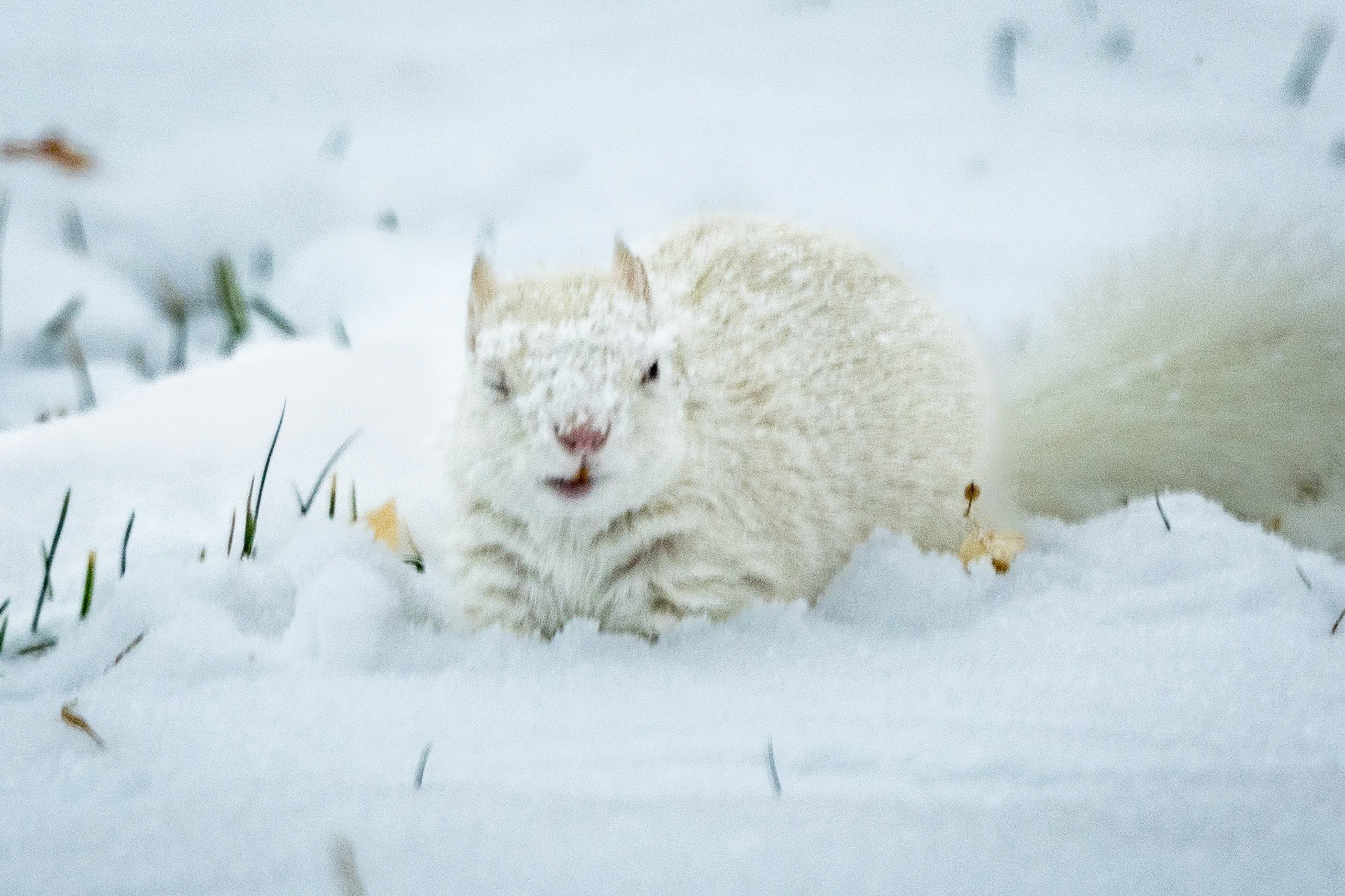 Foraging after a snowstorm