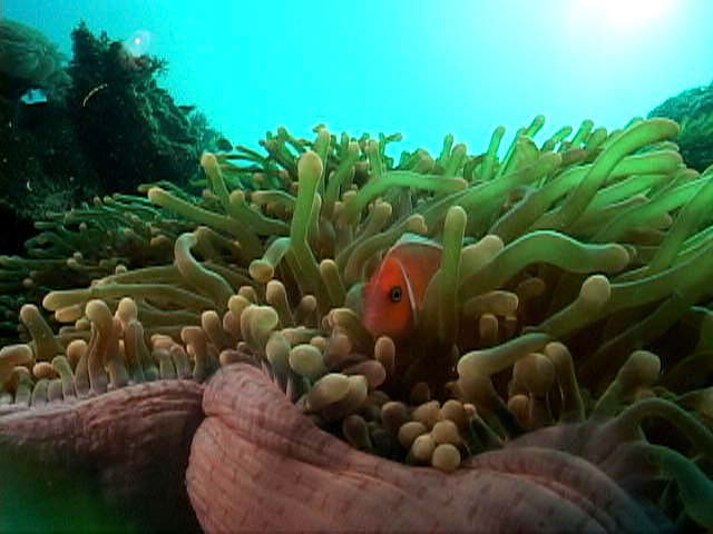 Clownfish and anemone, Chuuk Island, FSM