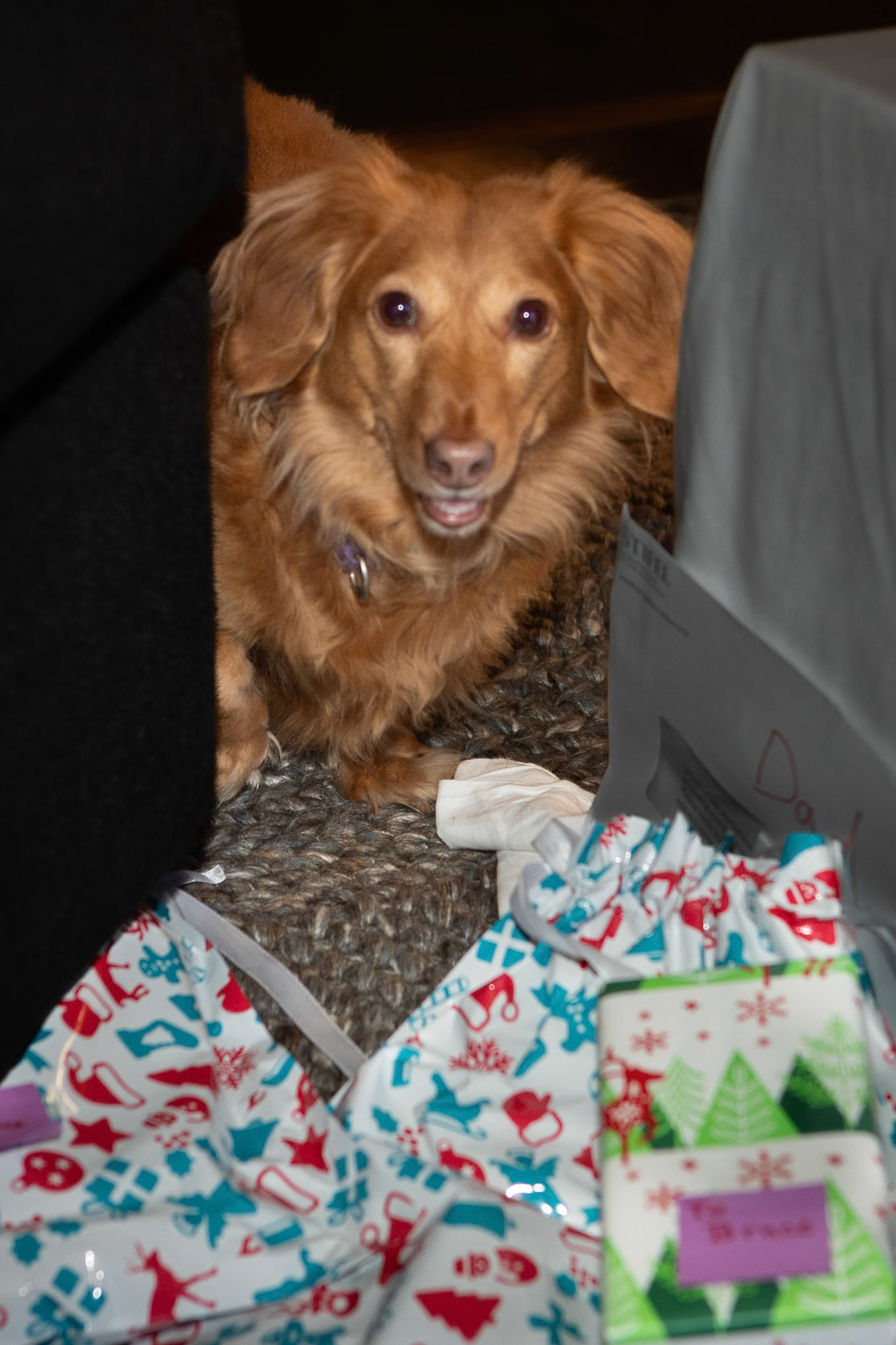 Anticipation of Christmas festivities