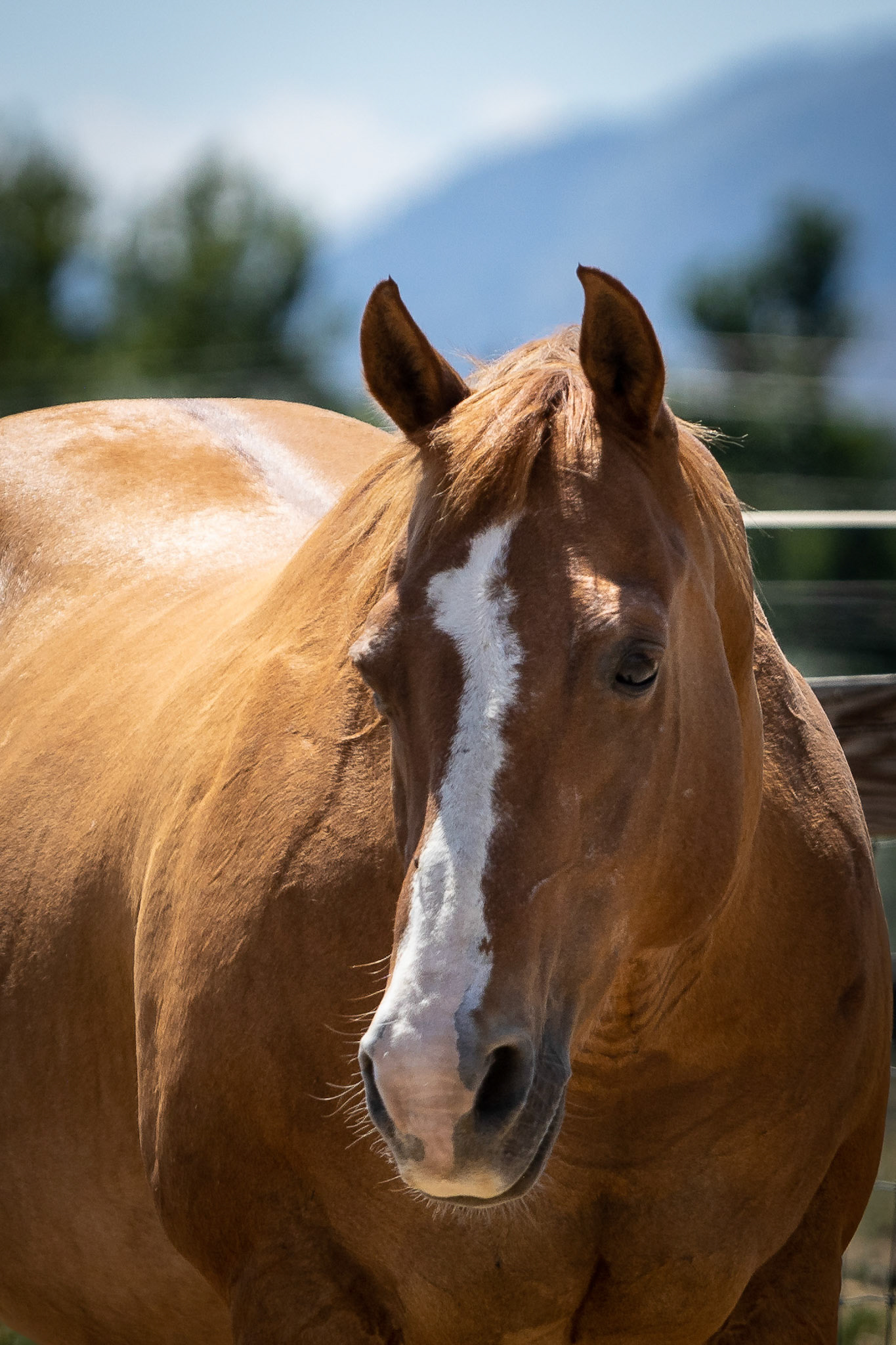 A visit to Colorado Horse Rescue near Longmont