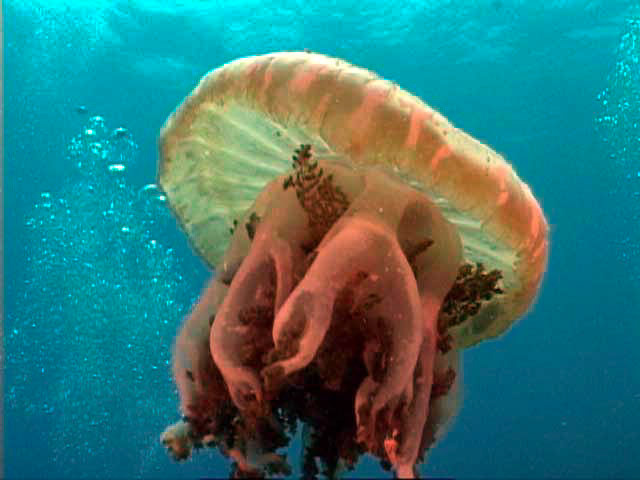 Jellyfish in the waters of Yap, FSM