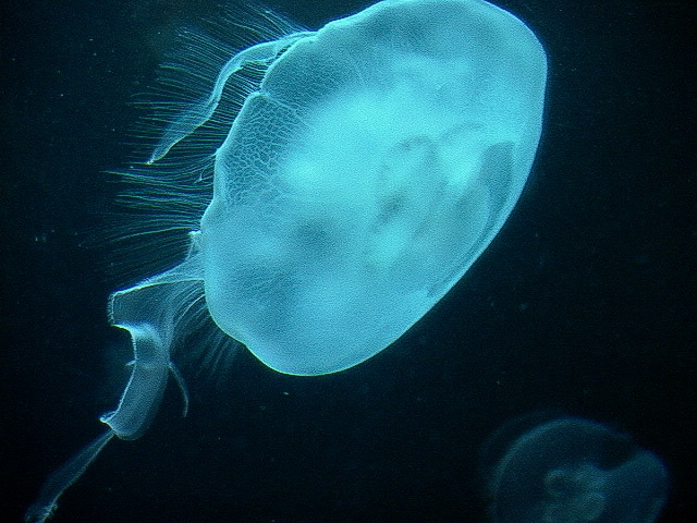 Monterey Bay Aquarium, Monterey, CA