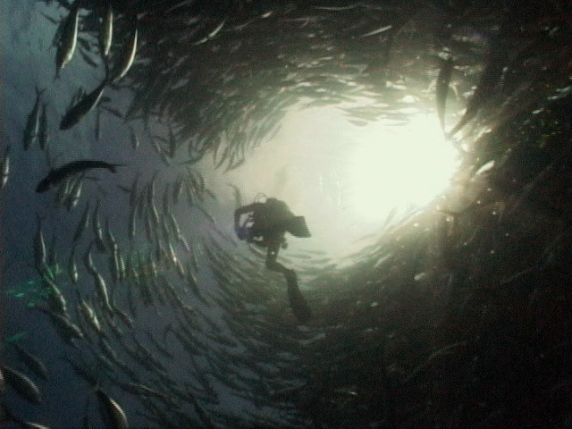 Cocos Island, Costa Rica