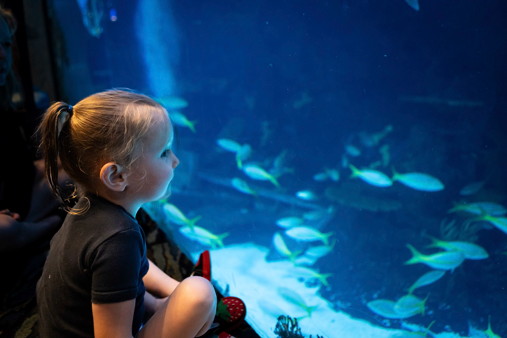 Gazing into the underwater world at the Downtown Aquarium