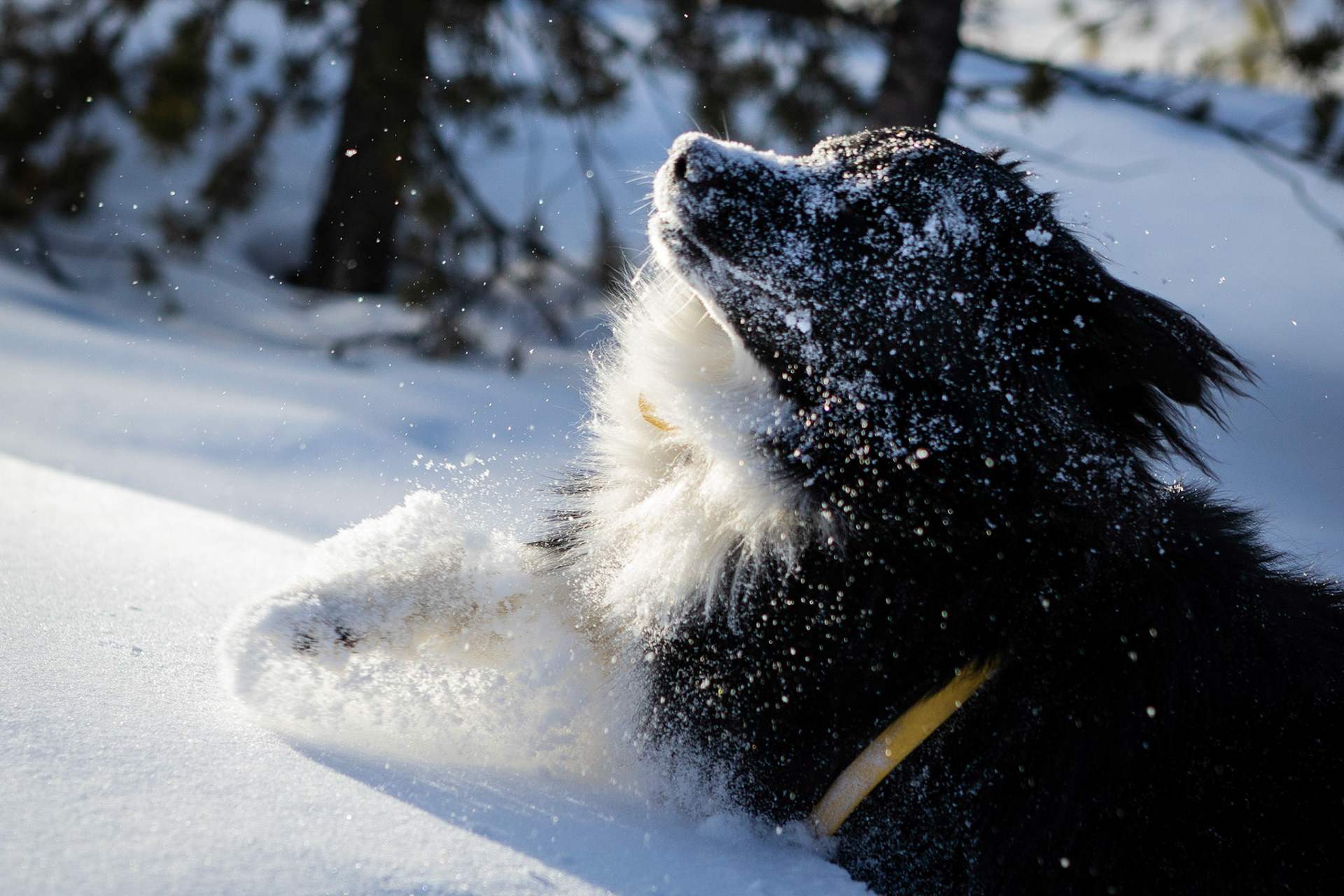 A romp in the mountain snow