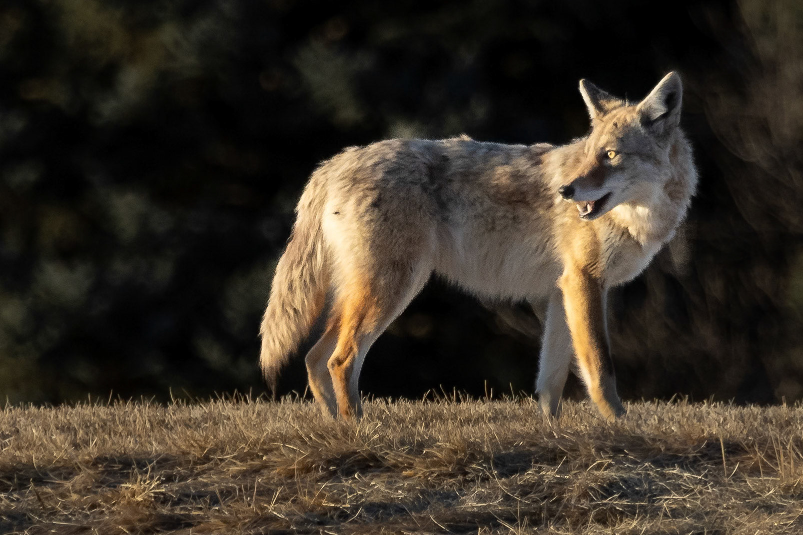 A coyote on an early evening hunt