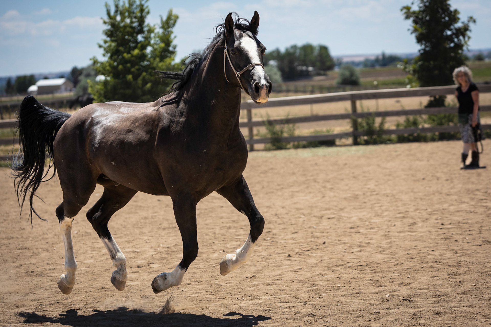 A visit to Colorado Horse Rescue near Longmont