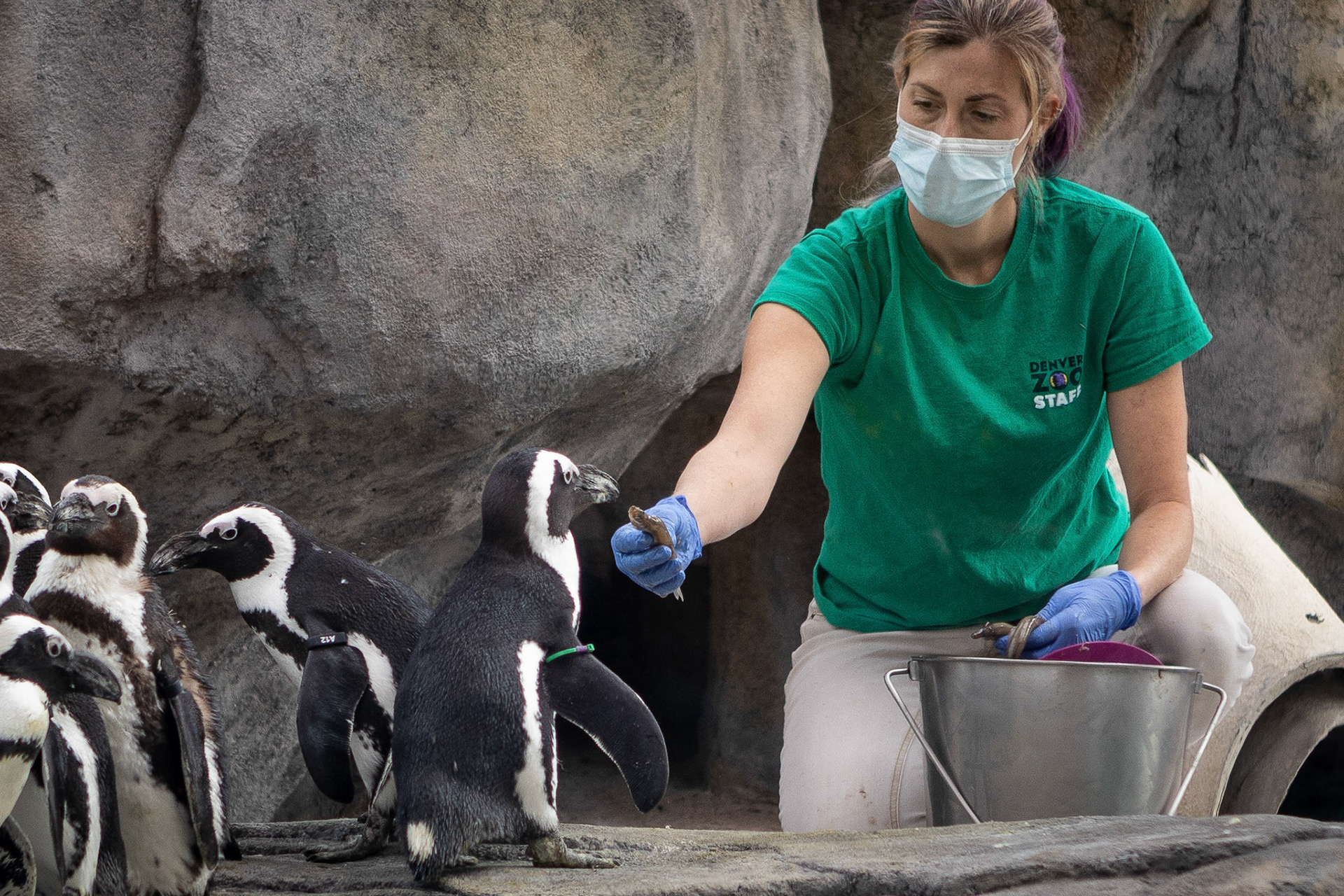 Feeding the African penguins at the Denver Zoo.