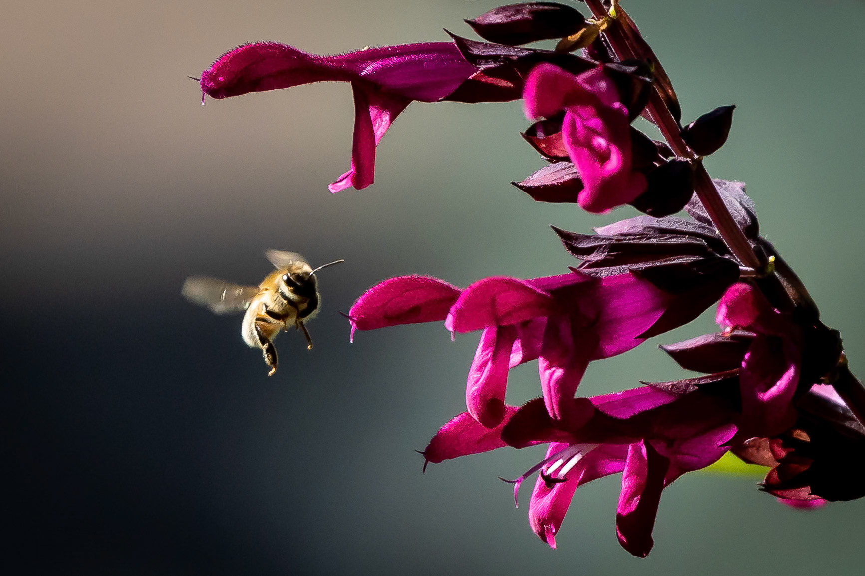 A busy bee in the front-yard flower garden