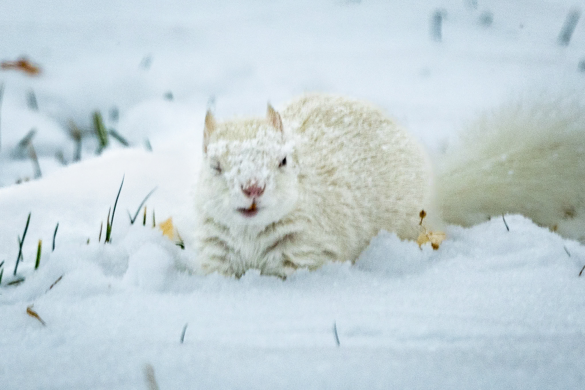 Foraging after a snowstorm