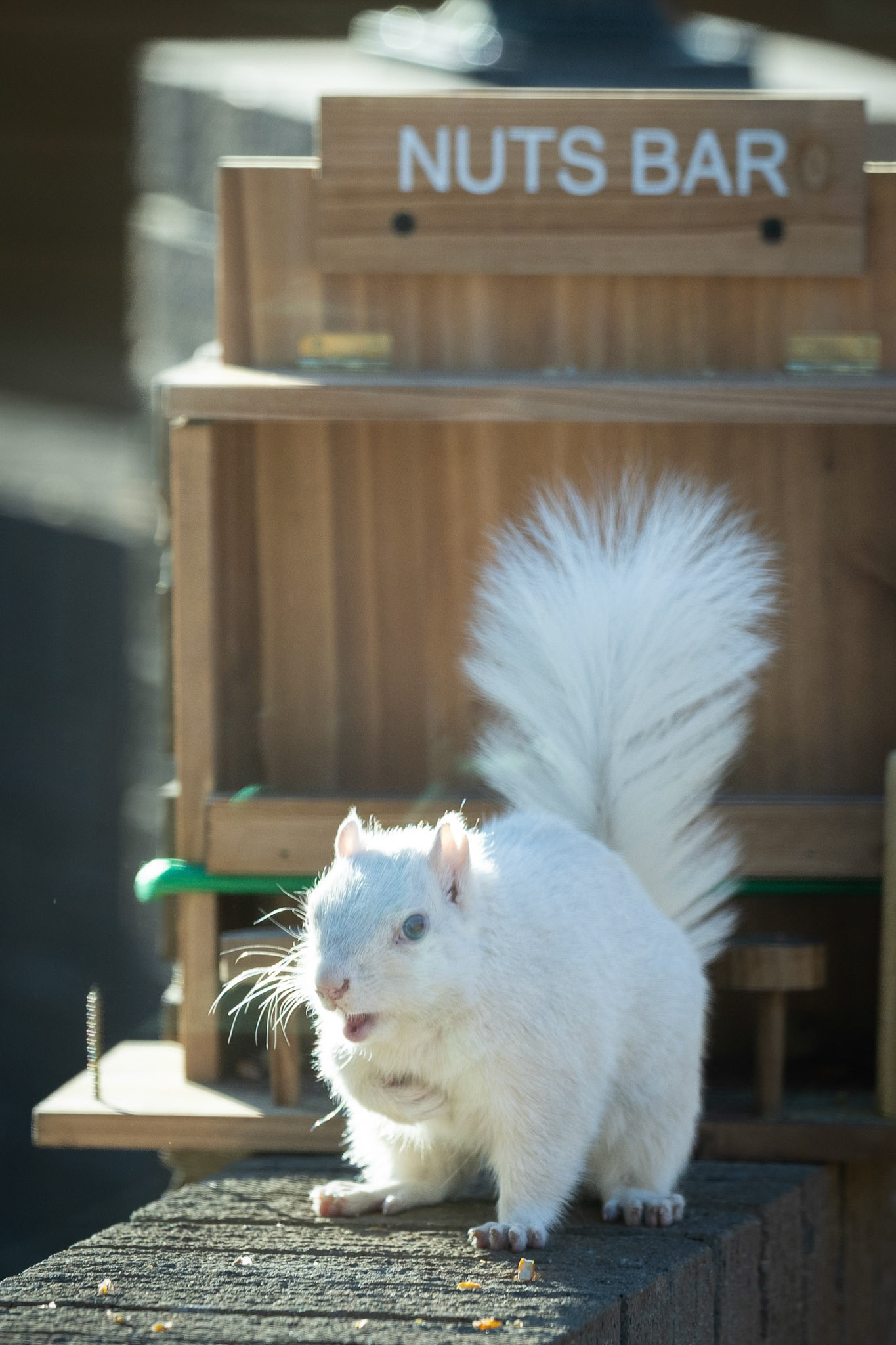 Grabbing a little snack at the Nuts Bar