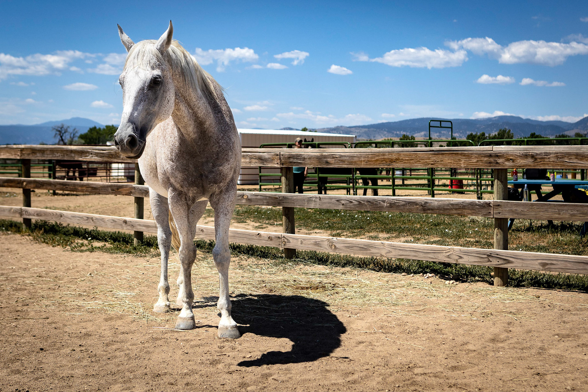 A visit to Colorado Horse Rescue near Longmont