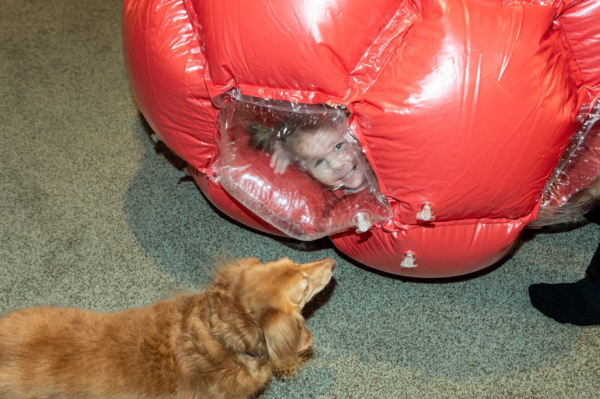 Romping around in Uncle E's inflattable ball with Cinnamon