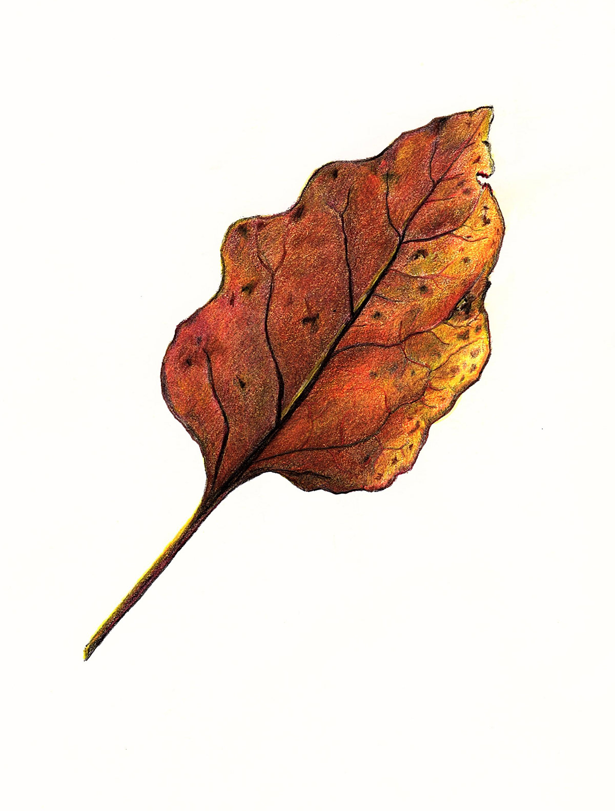 Abiquiu Leaf, NM, 2019. Colored pencil, 6 x 8 inches.