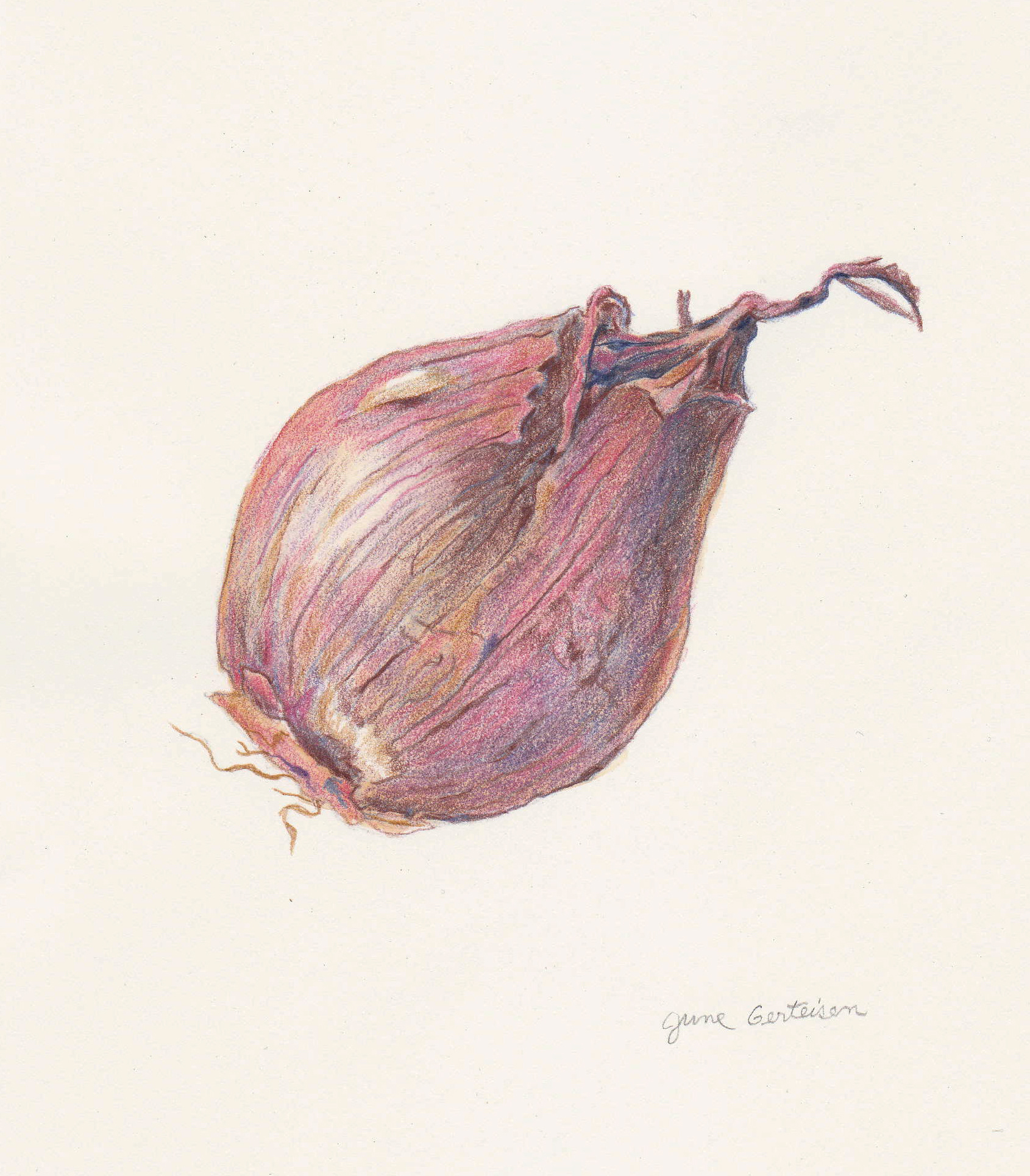 Shallot, 2026. Colored pencil, 6 x 9 inches.