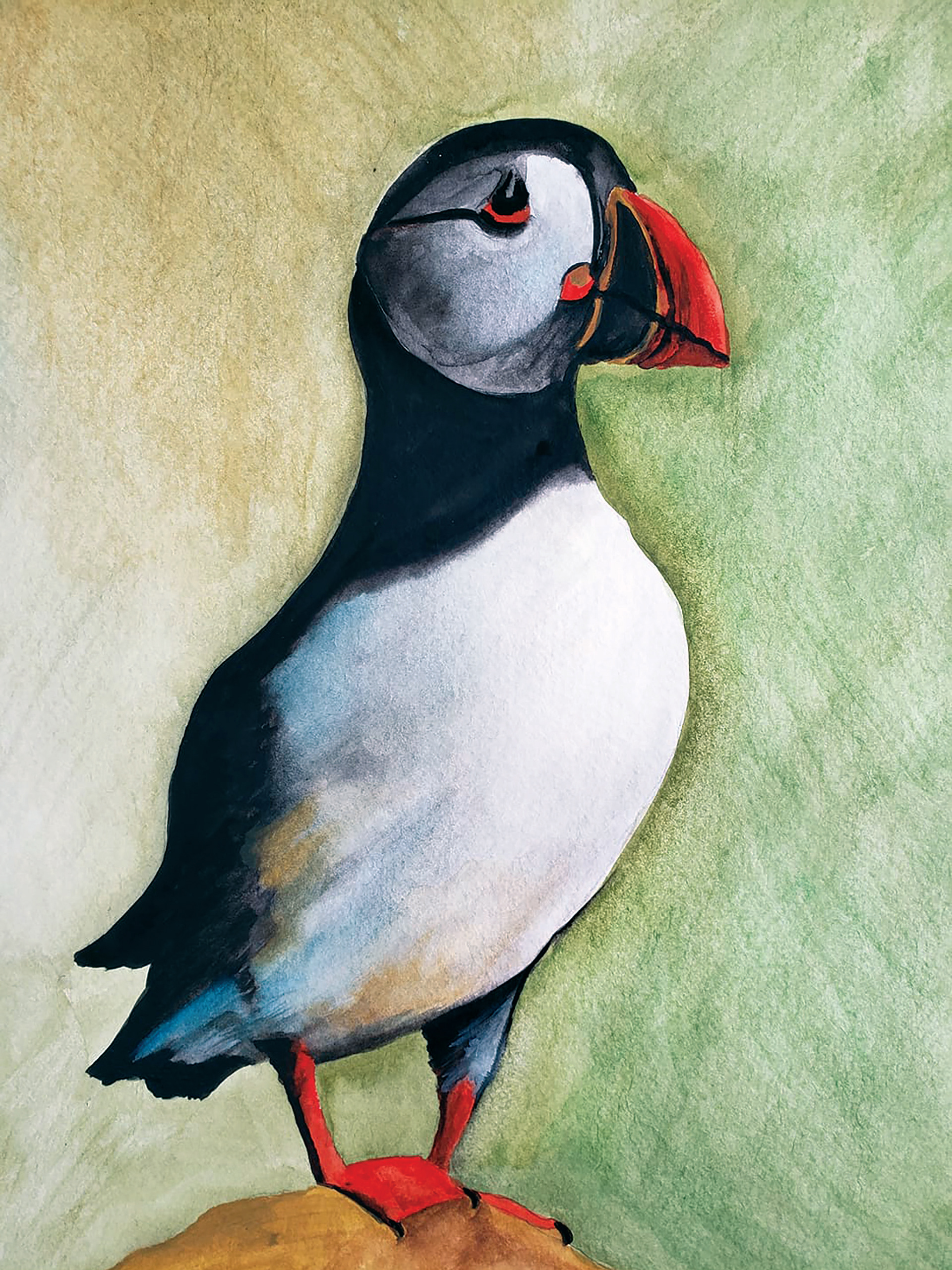 Puffin, 2019. Watercolor, 9" x 12"