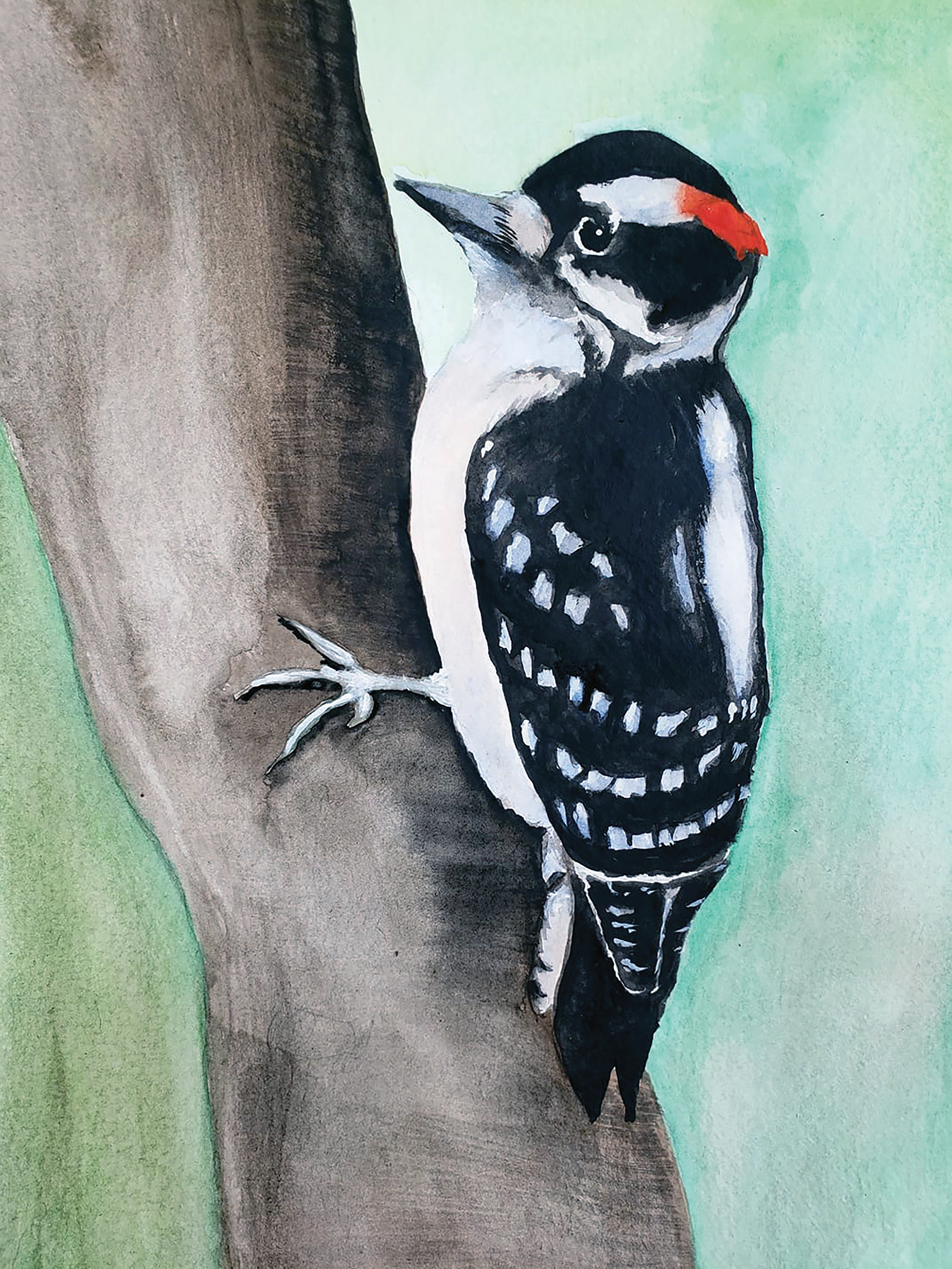 Male Downy Woodpecker, 2019. Watercolor, 9" x 12"