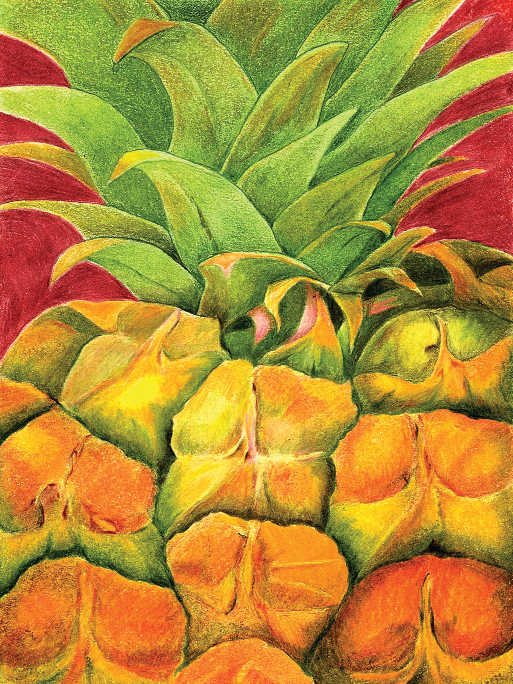 Hawaiian Pineapple, Waikoloa, HI. 2019. Colored Pencil, 8 x 6 inches.