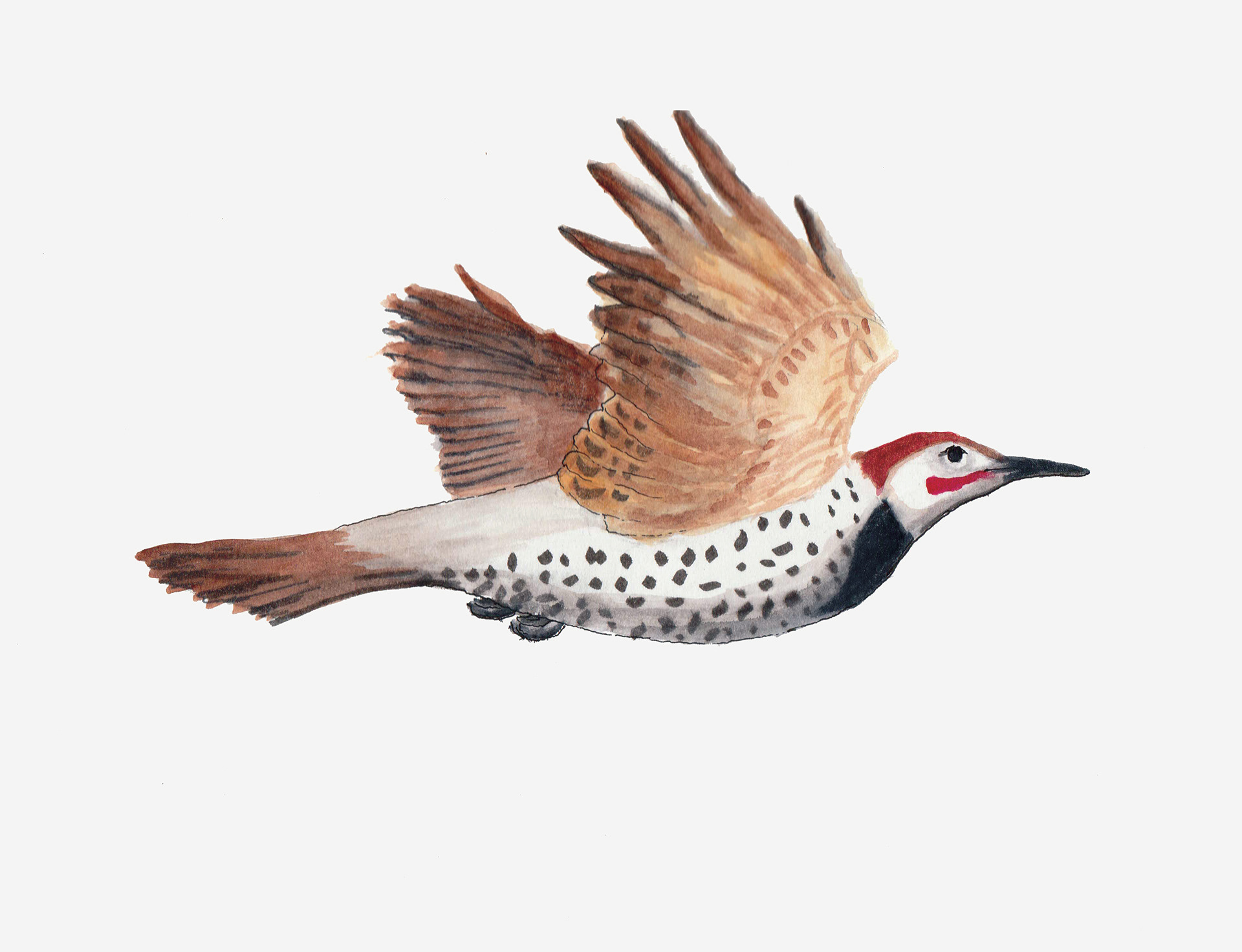 Male Gilded Flicker, Oro Valley, Arizona, 2024. Watercolor, 9 x 12 inches.