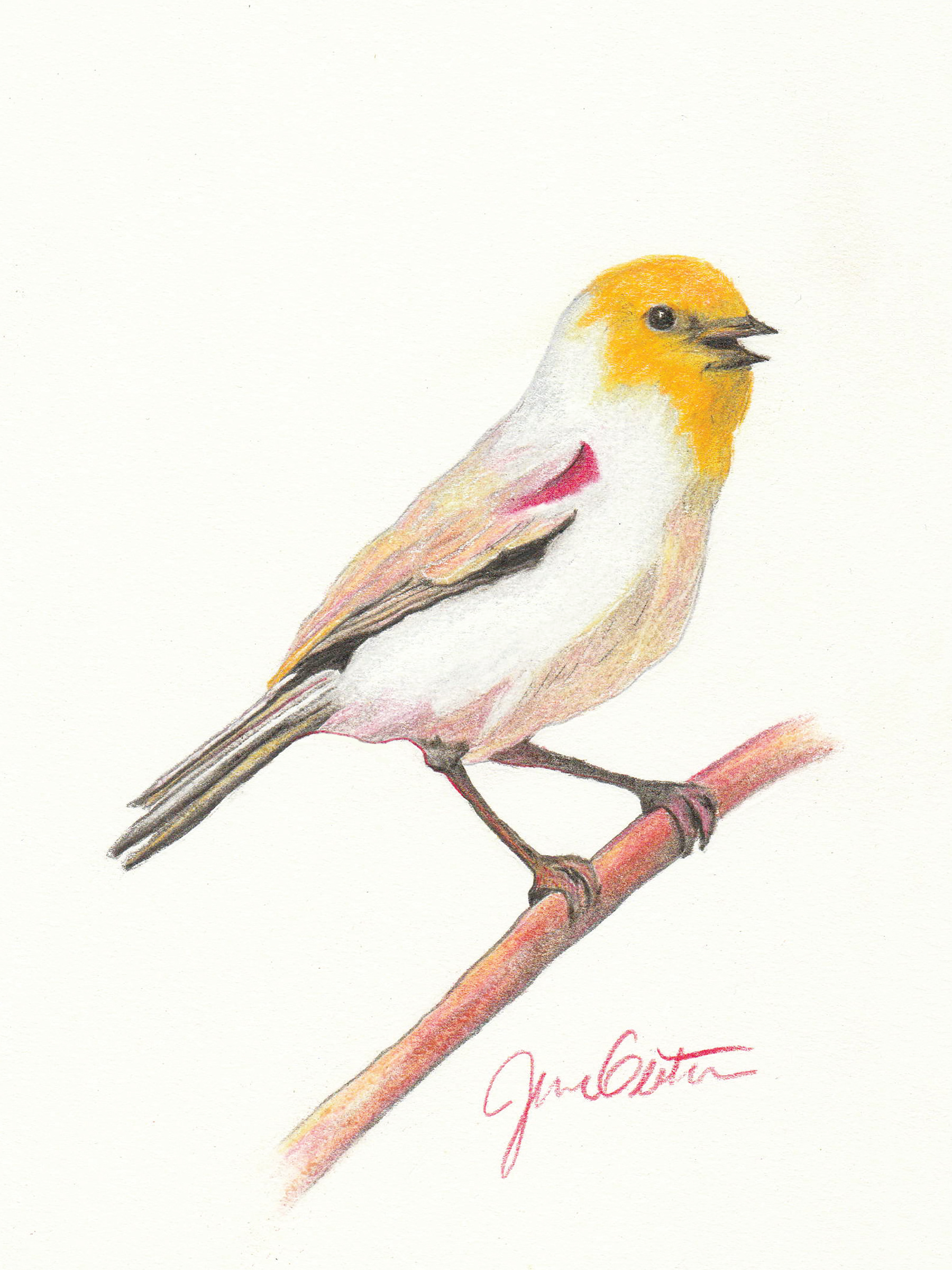 Verdin in Scottdale, 2022. Colored pencil. 8 x 6 inches.