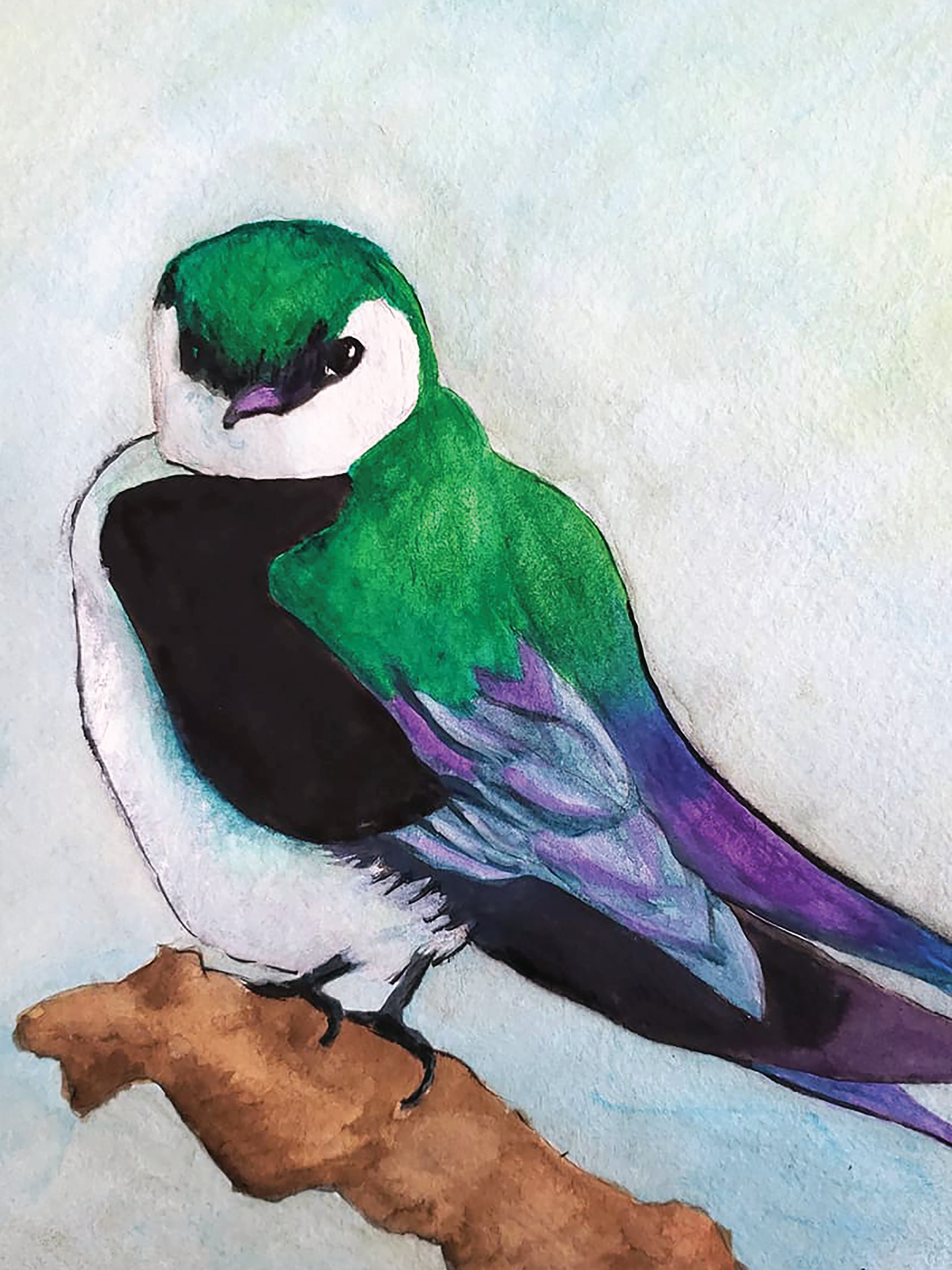 Violet-green Swallow, 2019. Watercolor, 9" x 12"
