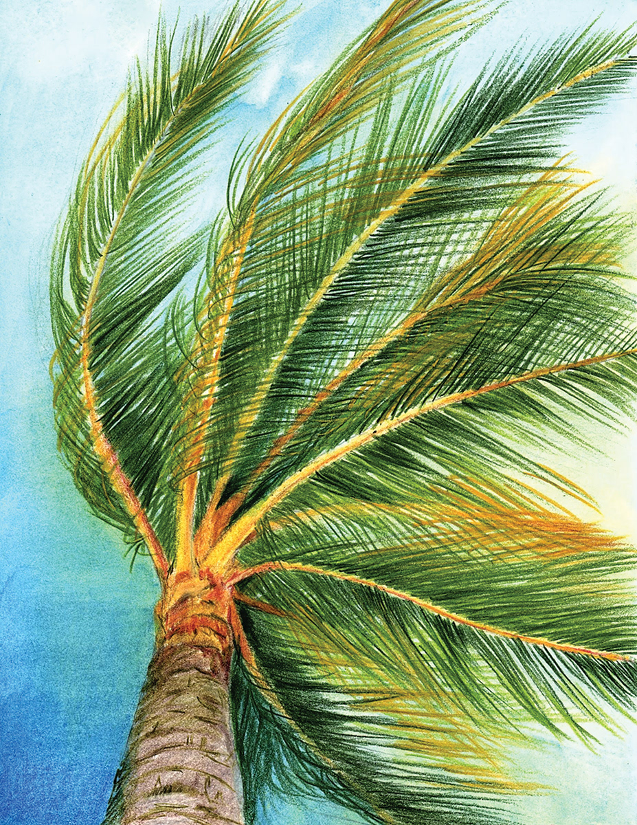Palm Tree, Kalahipua'a Fishponds, HI, 2020. Colored pencil, 8 x 6 inches.