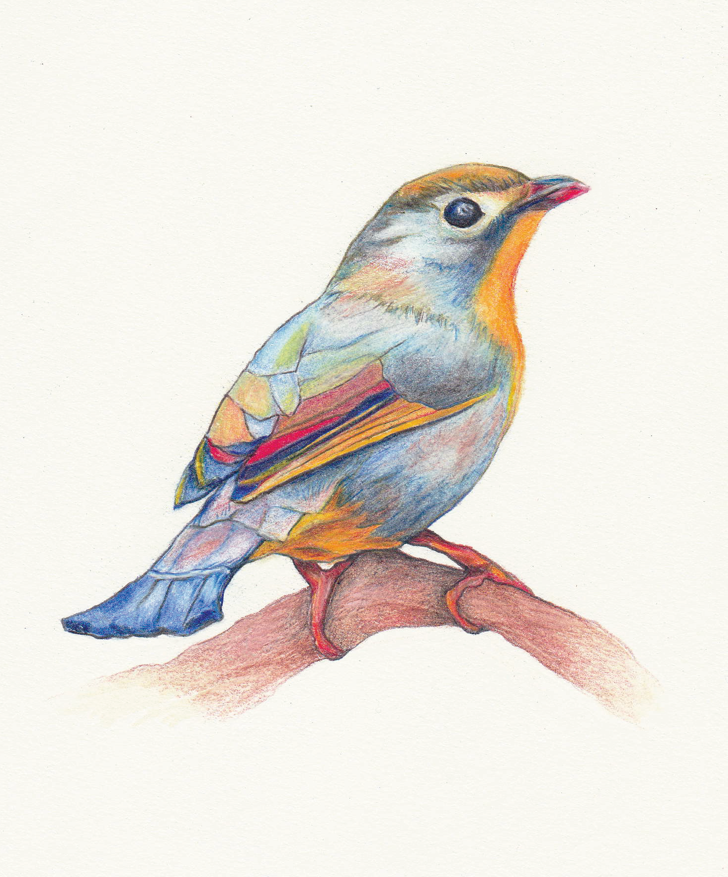Leiothrix, Kipuka Puaulu Bird Park, Hawaii, 2023. Colored pencil, 6 x 8 inches.