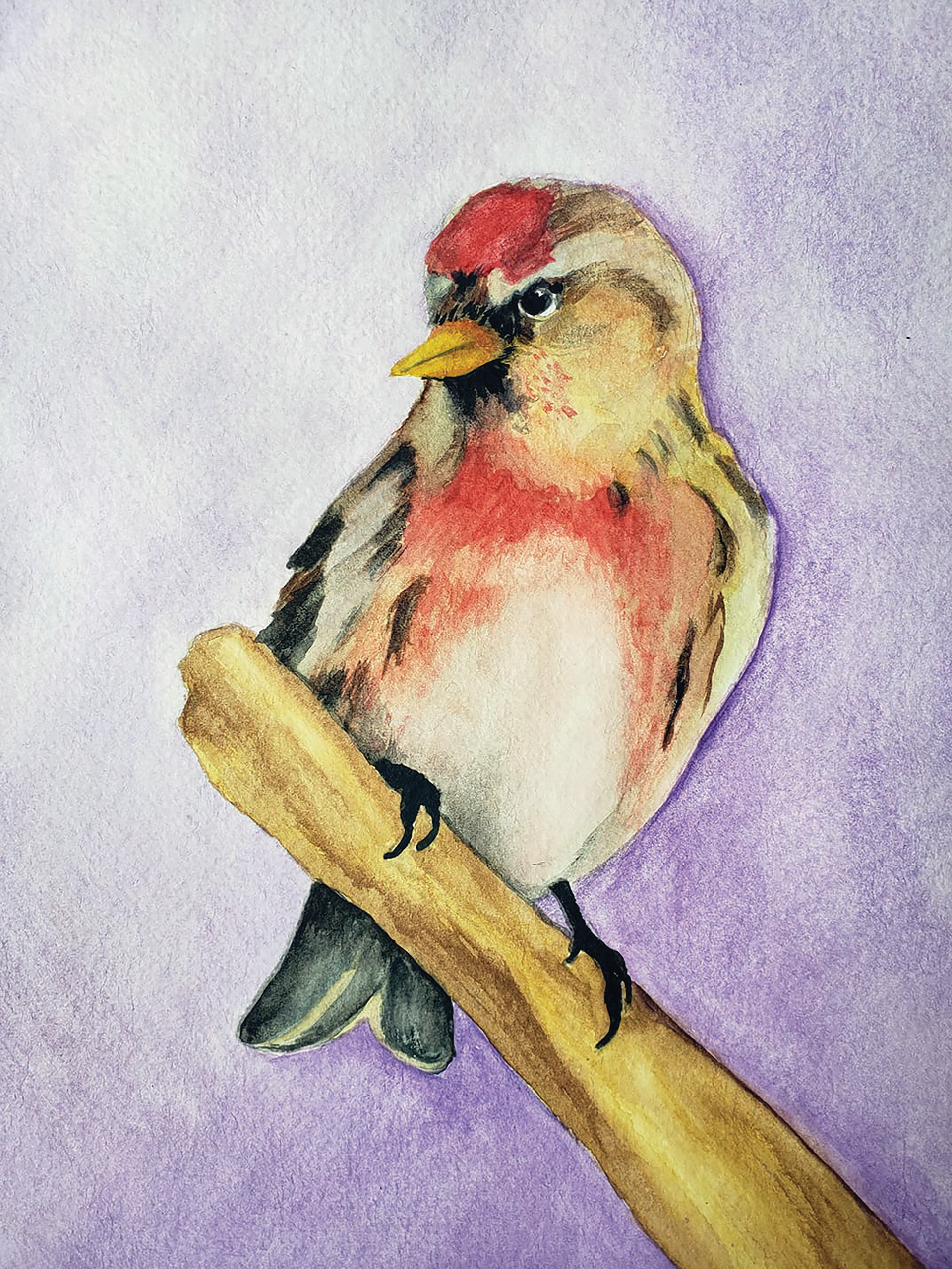 Common Redpoll, 2019. Watercolor, 9" x 12"