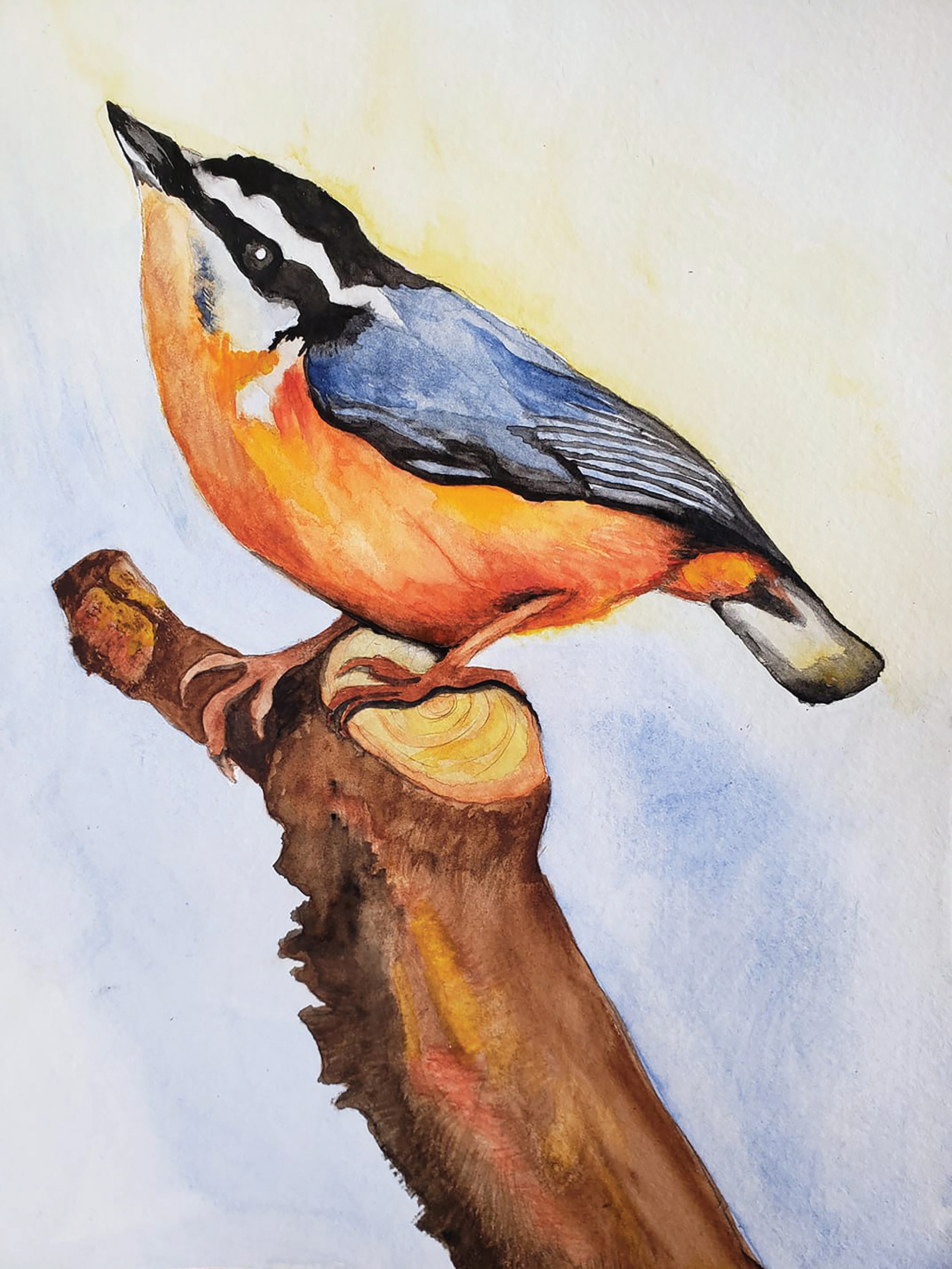 Red-breasted Nuthatch, 2019. Watercolor, 9" x 12"
