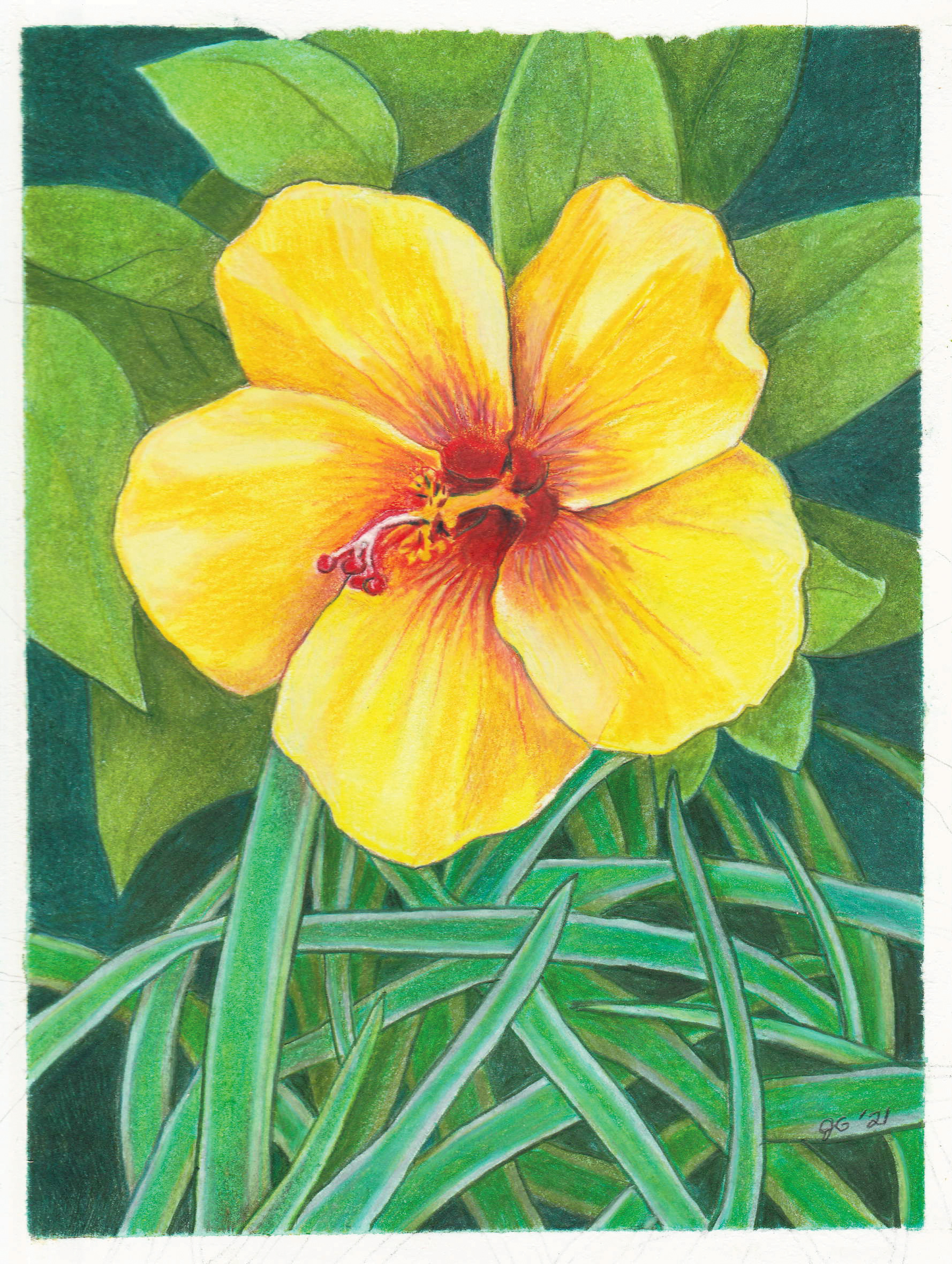 Yellow Hibiscus, Mauna Lani, HI, 2021. Colored pencil, 8 x 6 inches.