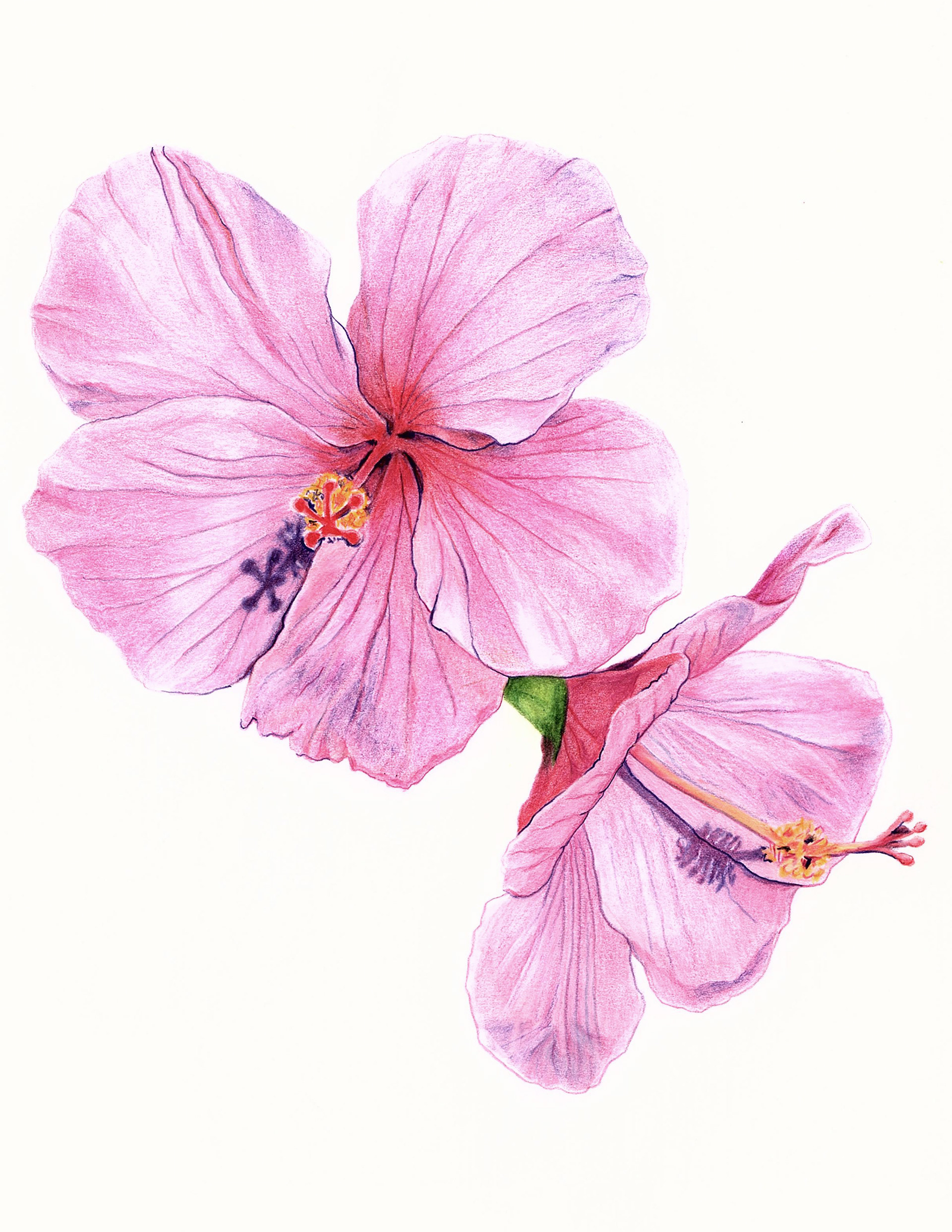 Pink Hibiscus, Mauna Lani, HI, 2020. Colored pencil, 11 x 14 inches.
