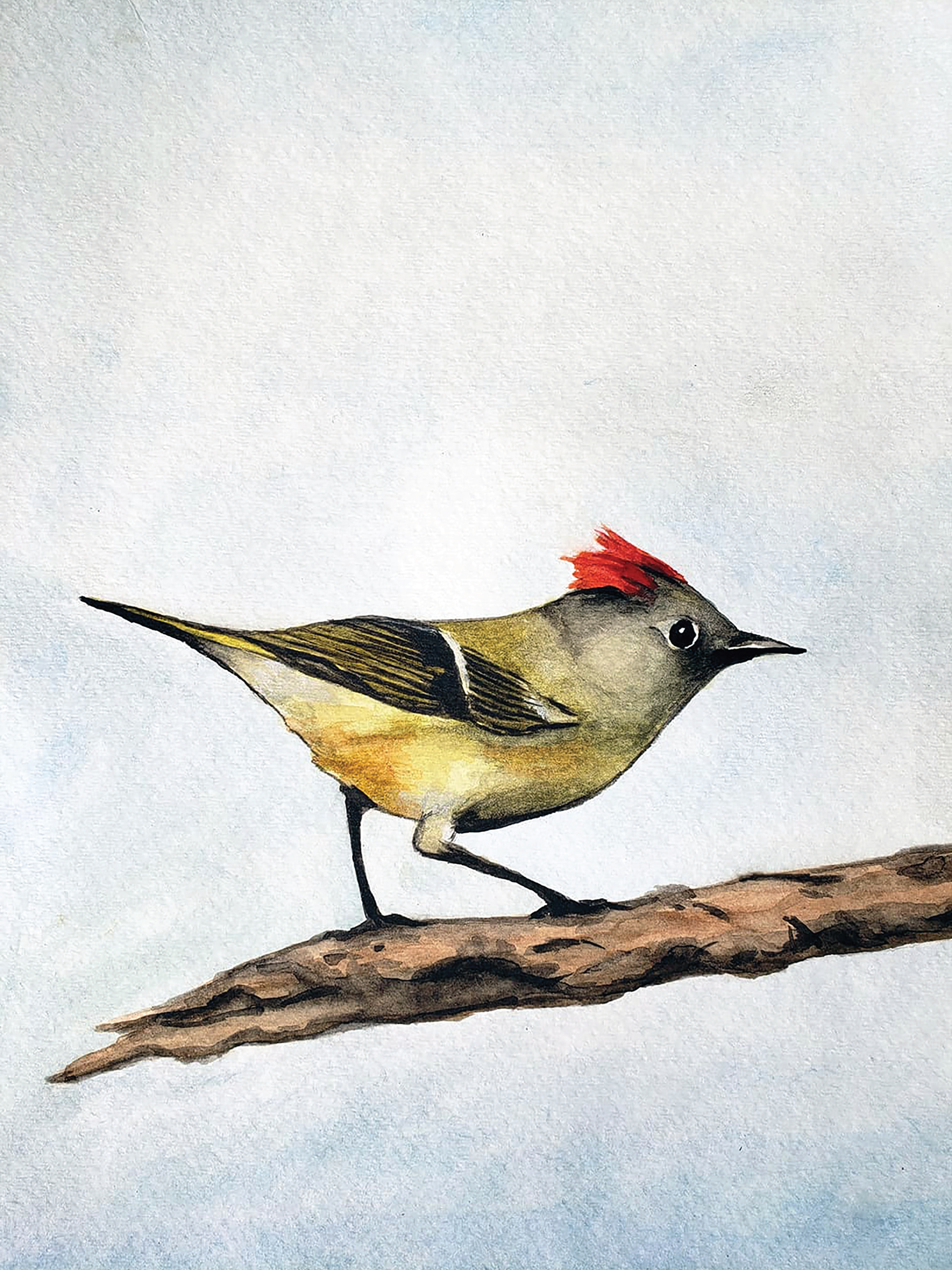 Ruby-crowned Kinglet, 2019. Watercolor, 9" x 12"