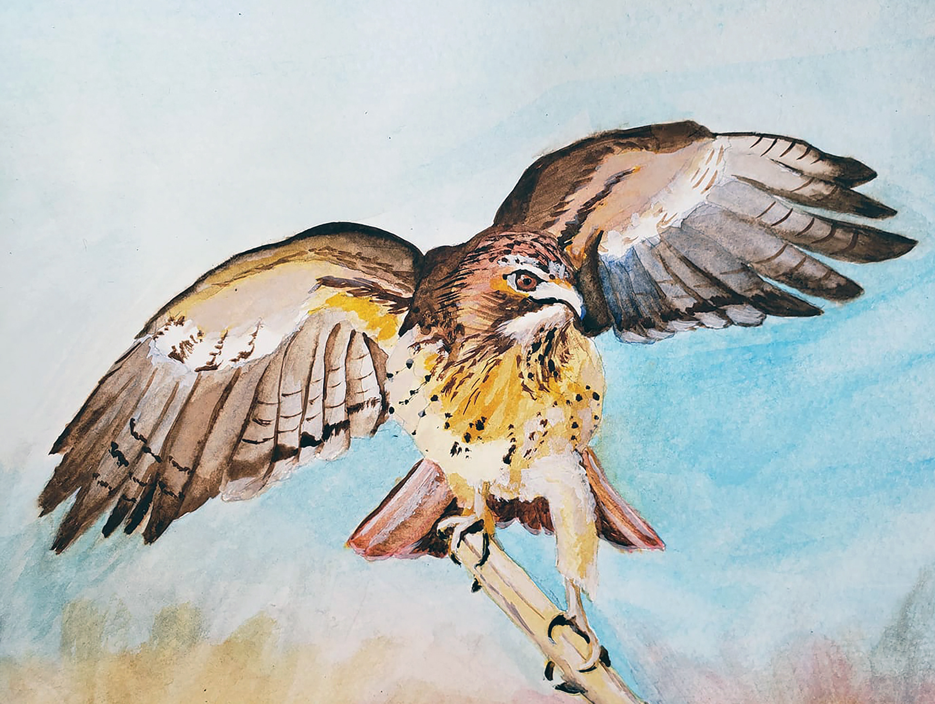 Red-tailed Hawk, 2019. Watercolor, 9" x 12"