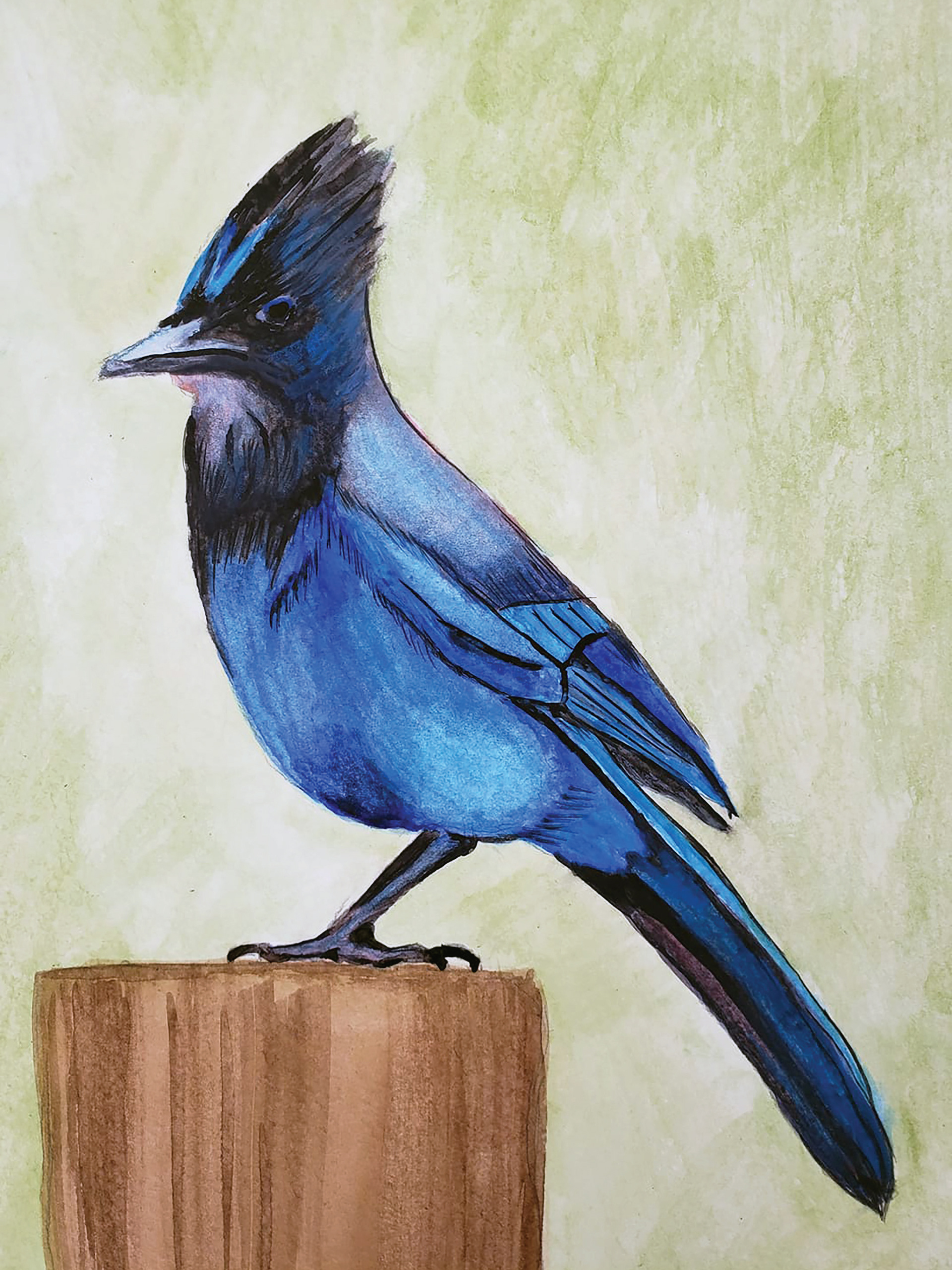 Stellar's Jay, 2019. Watercolor, 9" x 12"