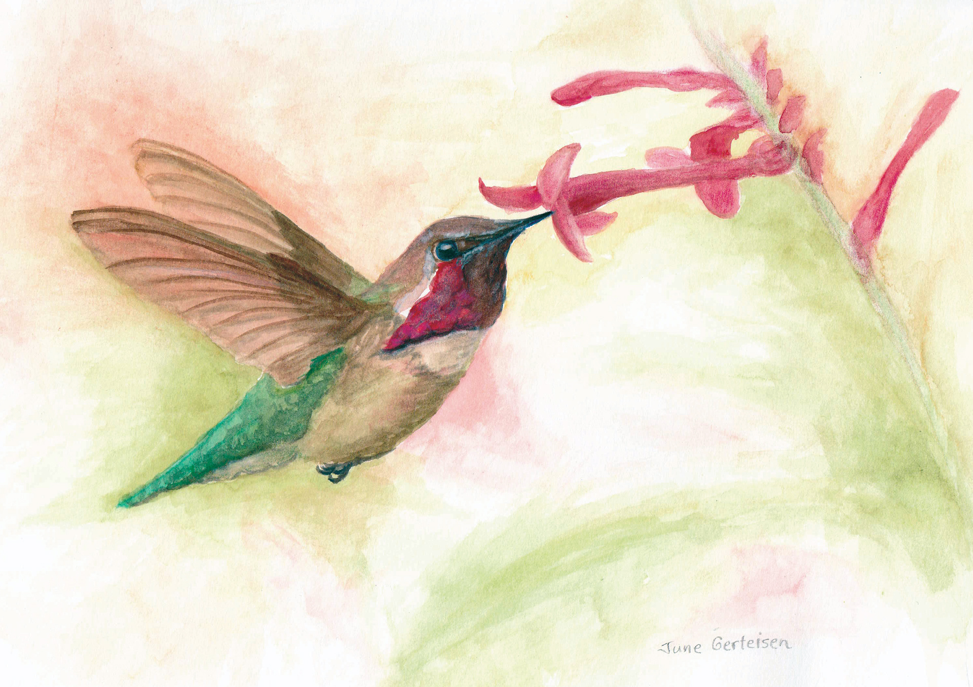 Costas Hummingbird, Oro Valley, Arizona, 2024. Watercolor, 9 x 12 inches.