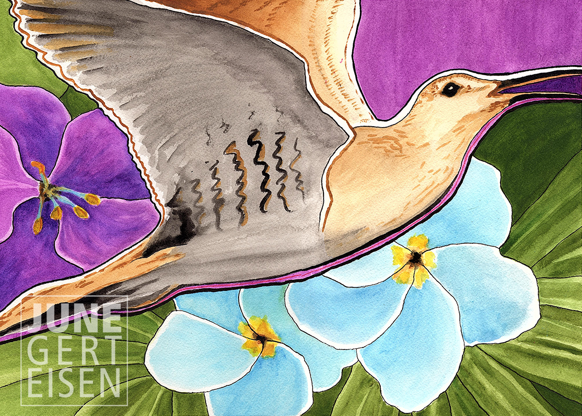 SOLD. Bristle-thighed Curlew "Kioea" 2020. Watercolor, 10 x 14 inches.