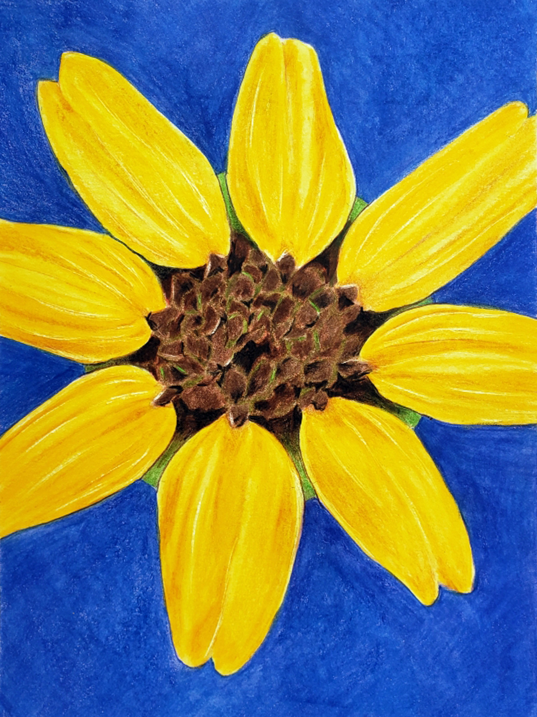 SOLD - Prairie Sunflower, 2020. Colored pencil, 8 x 6 inches.
