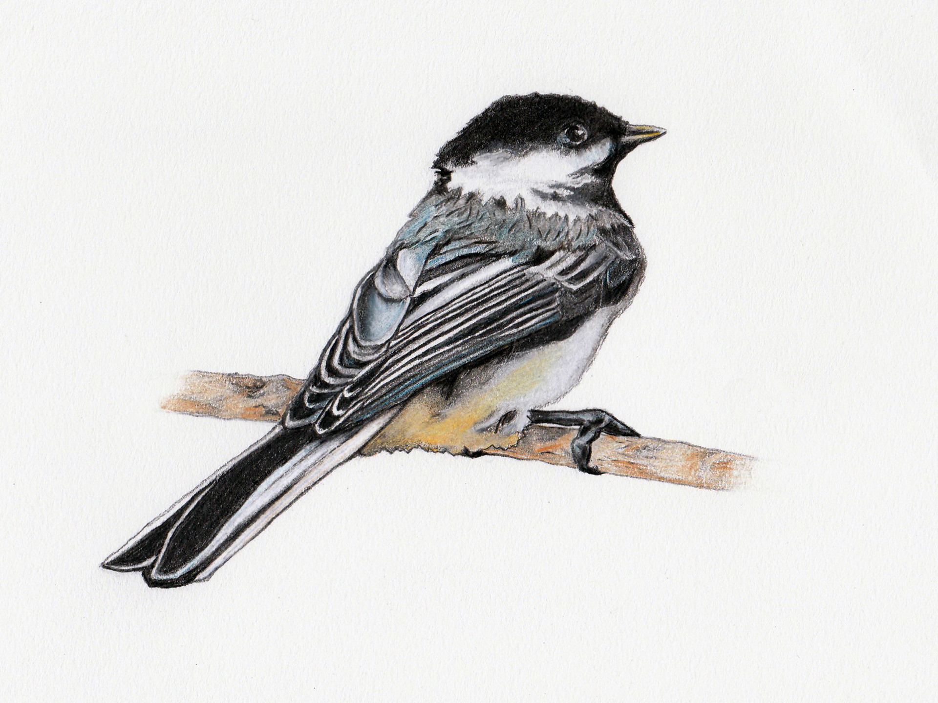 Black-capped Chickadee, Alaska, 2022. Colored pencil, 6 x 8 inches